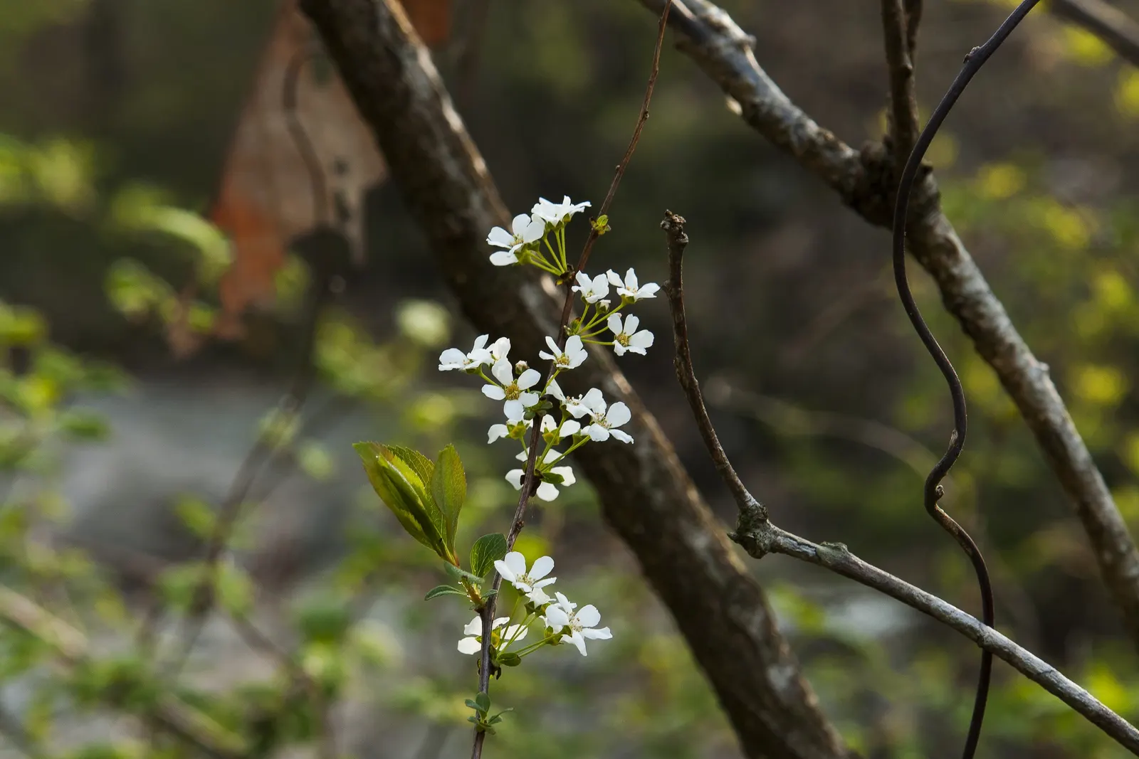 Bridal Wreath (Spiraea Prunifolia) — demonstrating both cold hardiness and adaptability to a variety of climates