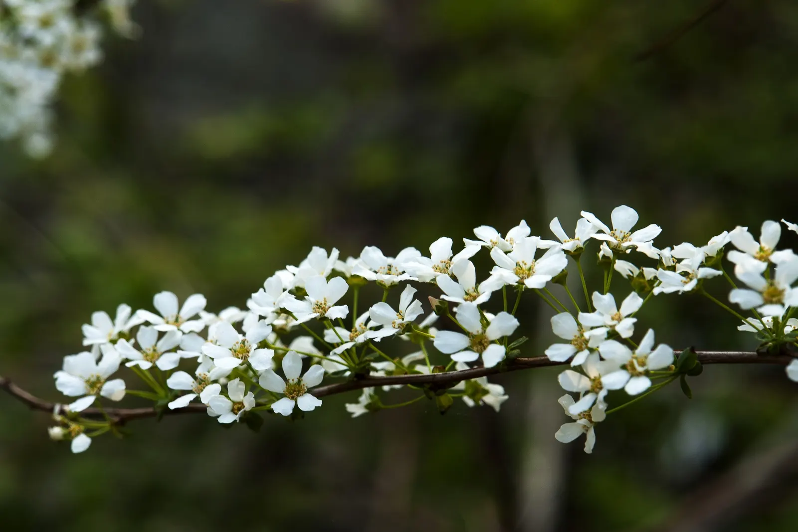 Bridal Wreath (Spiraea Prunifolia) — fountain-like growth habit that provides visual interest even when not in bloom; regular watering during dry periods will