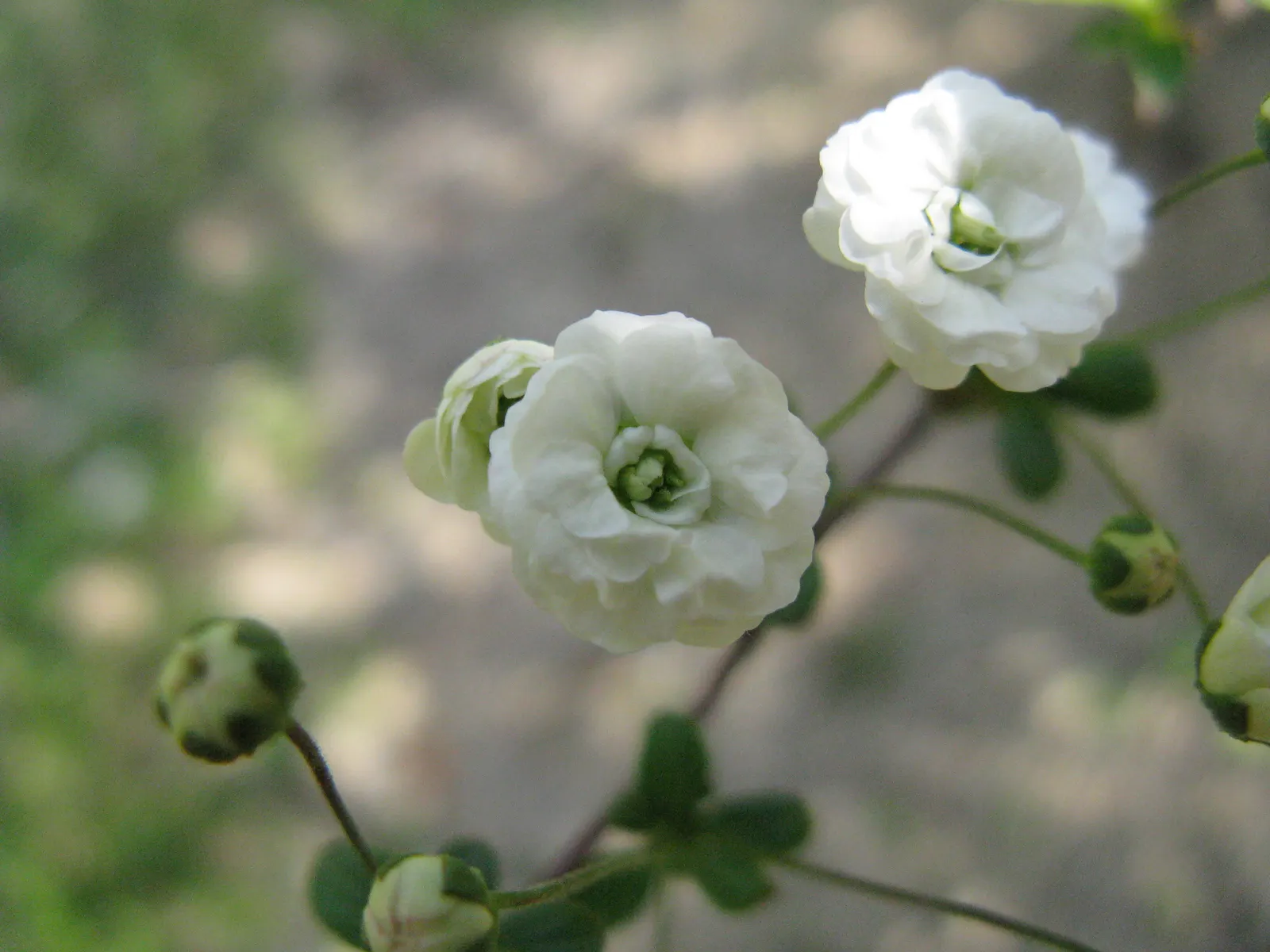 Bridal Wreath (Spiraea Prunifolia) — Prefers full sun to part shade in zones 4-8