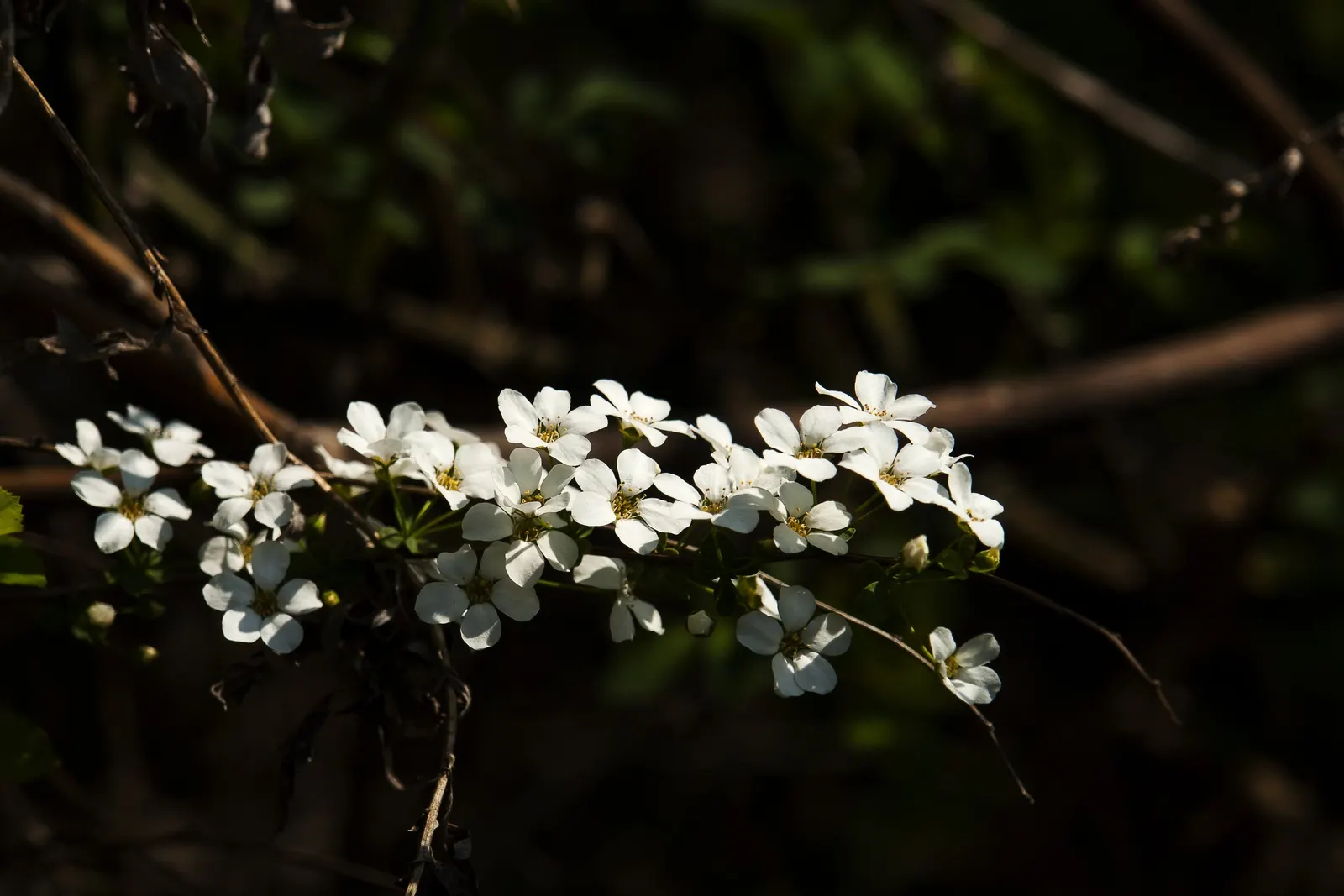 Bridal Wreath (Spiraea Prunifolia) — double flowers form a frothy white blanket in April to May; shrub with white blooms