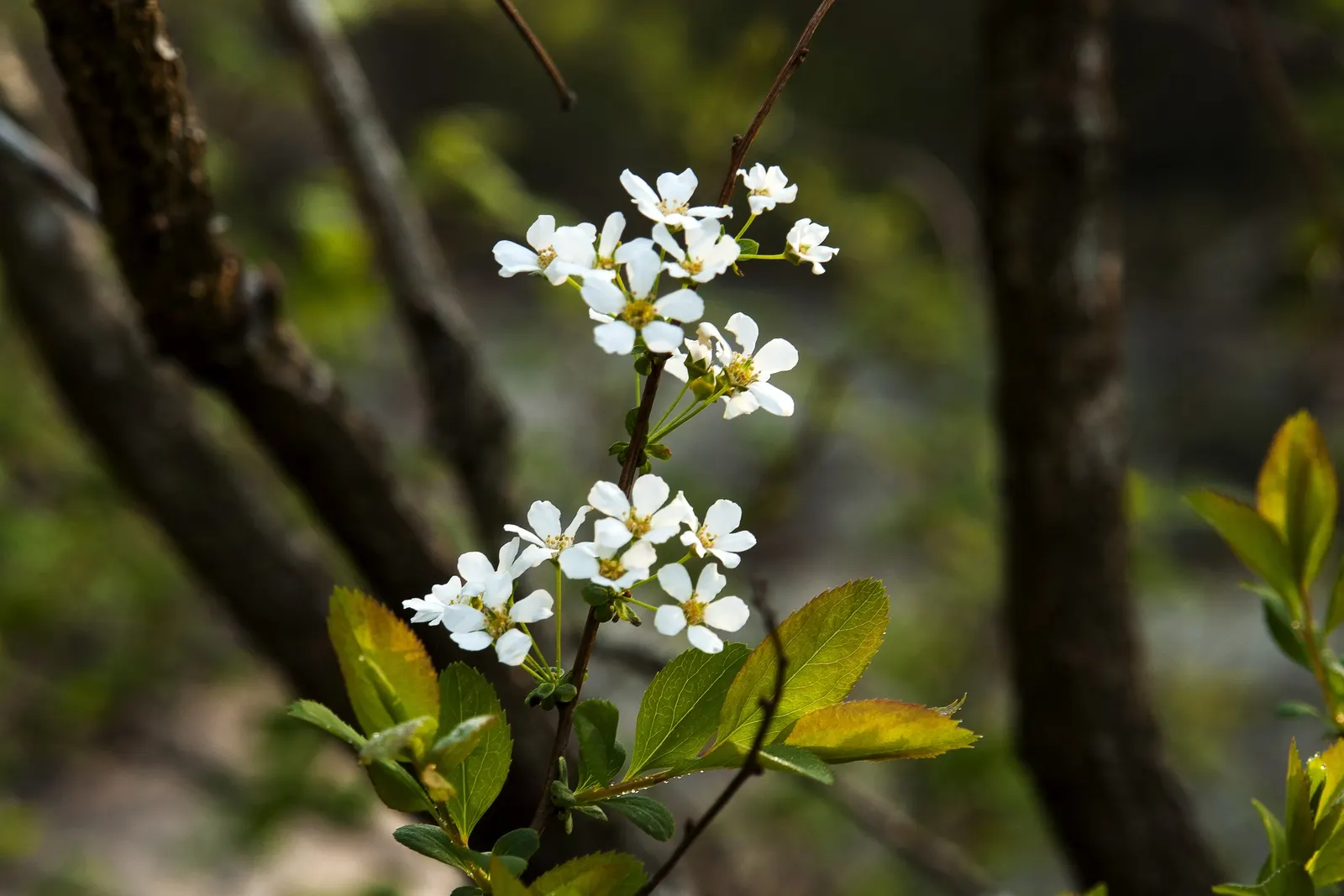 Bridal Wreath (Spiraea Prunifolia) — Plant in well-drained soil and prune post-flowering to maintain shape and health; fountain-like growth habit, image 51