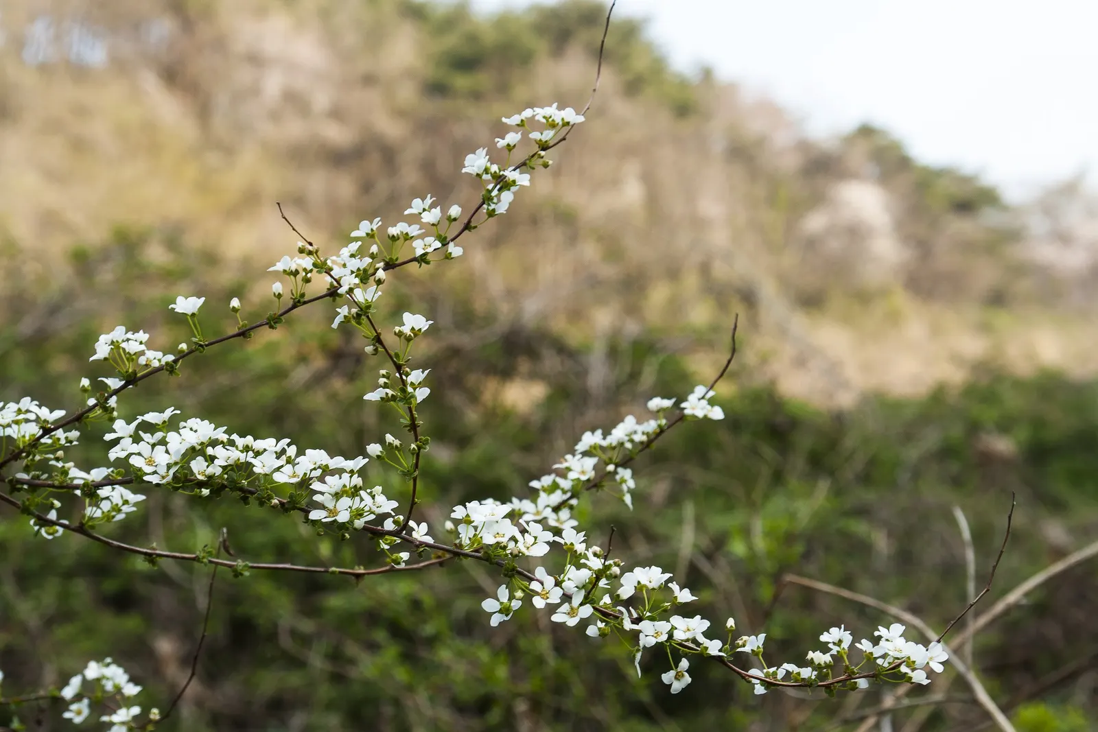 Bridal Wreath (Spiraea Prunifolia) — white flowers in the garden; low maintenance; adds classic elegance to any landscape