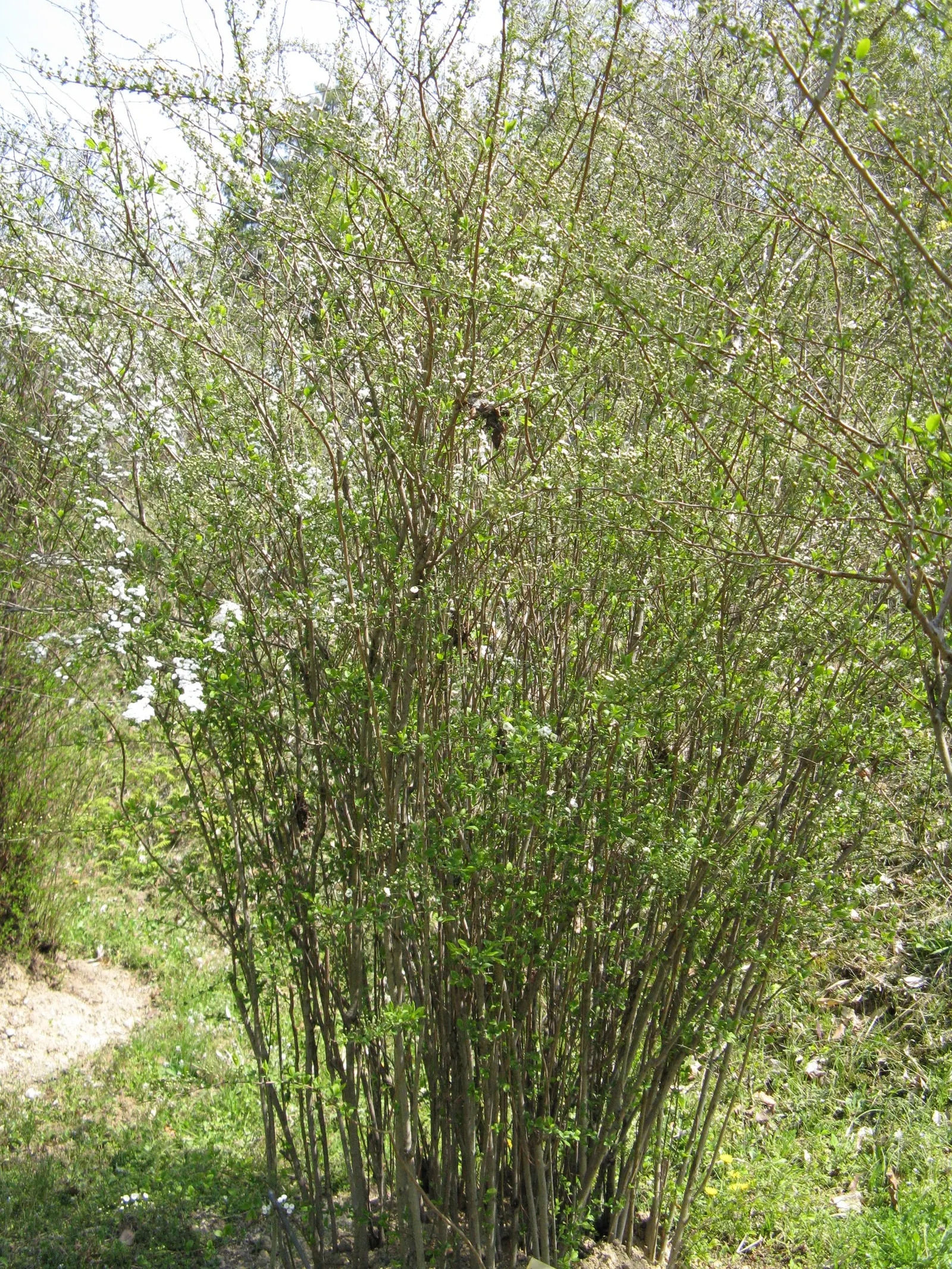 Bridal Wreath (Spiraea Prunifolia) — This plant typically reaches a mature height and spread of 4 to 8 feet; is a deciduous shrub revered for its stunning