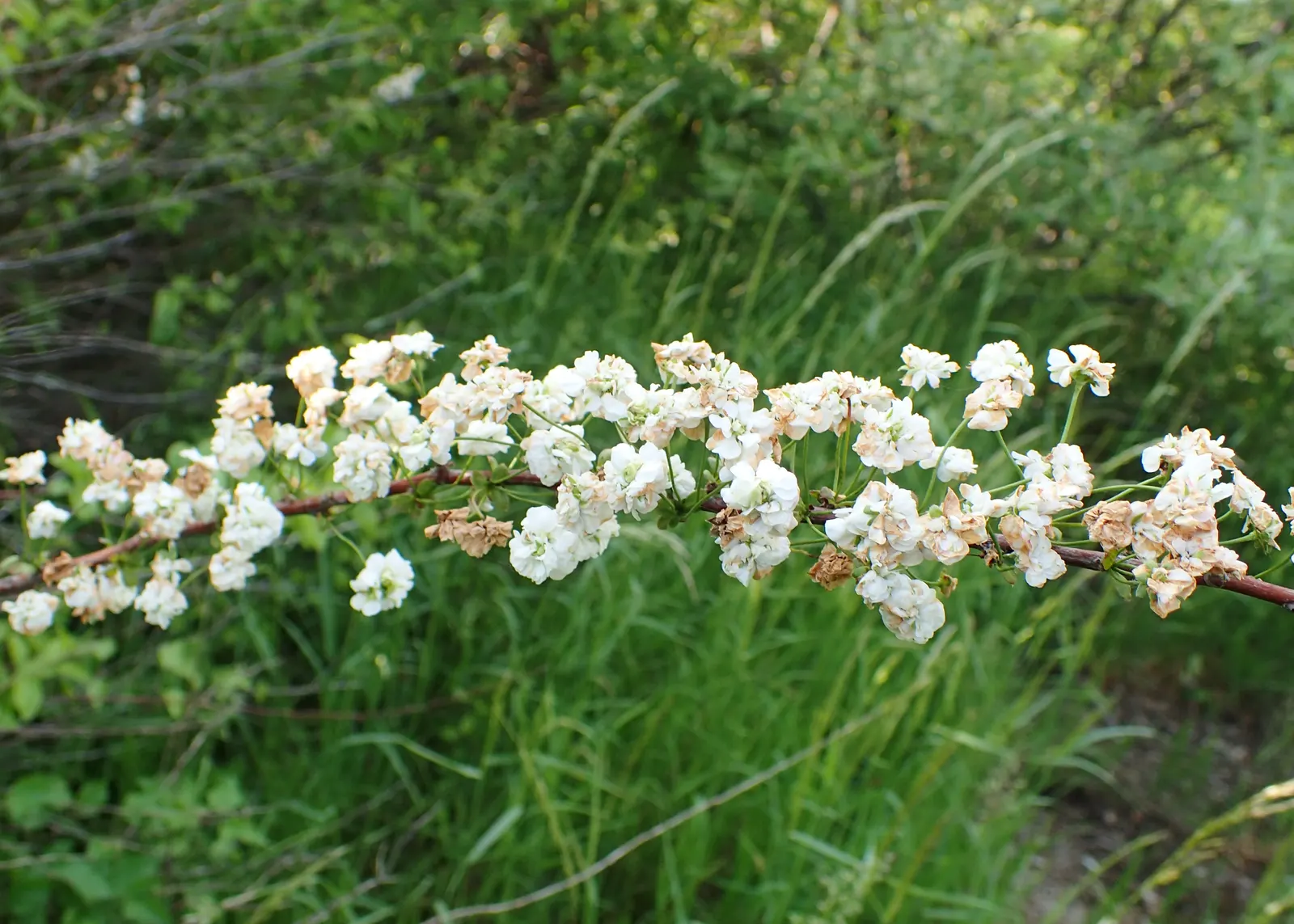 Bridal Wreath (Spiraea Prunifolia) — The copious clusters of tiny; spiraea prunifolia is relatively drought-tolerant