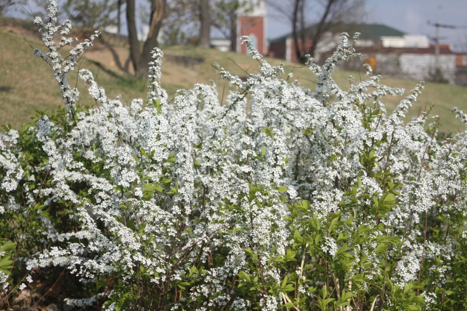 Bridal Wreath (Spiraea Prunifolia) — double white blossoms each spring; <br><br>Bridal Wreath thrives in USDA Hardiness Zones 5 through 9, image 48