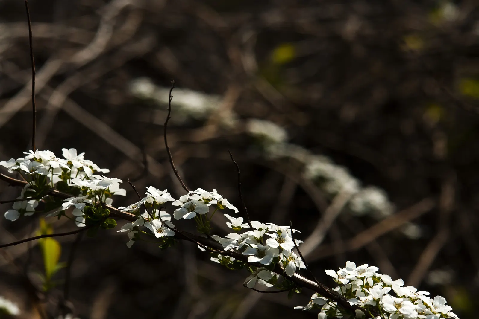 Bridal Wreath (Spiraea Prunifolia) — Regular watering during dry periods will help sustain its vigor; a mature height of 5-9 feet and a similar spread make it