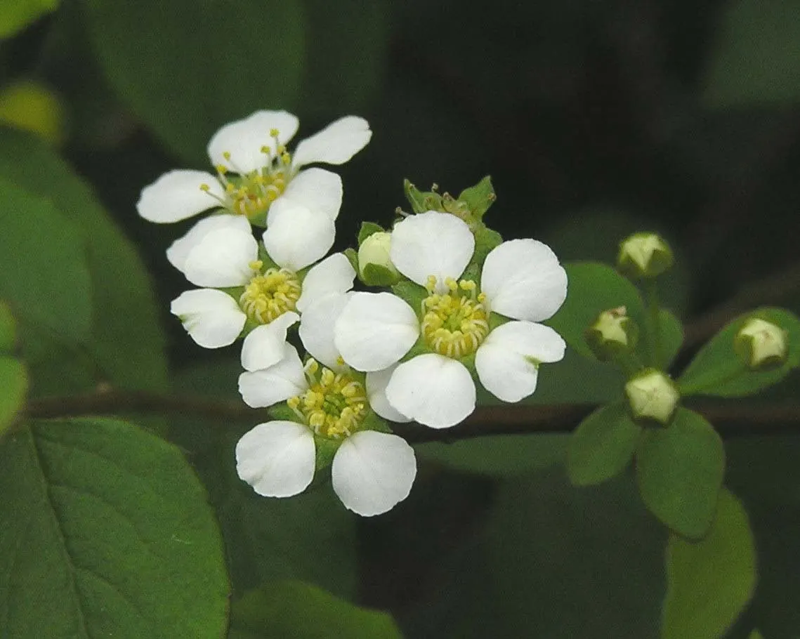 Bridal Wreath (Spiraea Prunifolia) — For optimal bloom performance; the copious clusters of tiny