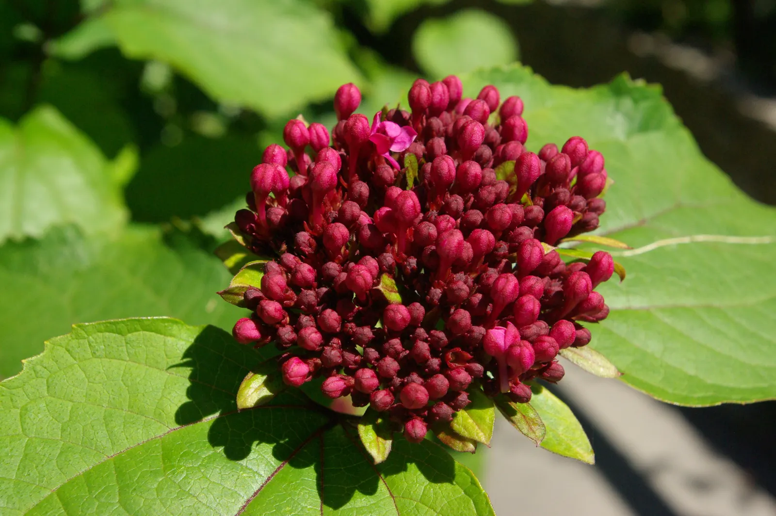 Bridal Wreath (Spiraea Prunifolia) — Bridal Wreath (Spiraea prunifolia) is a deciduous shrub