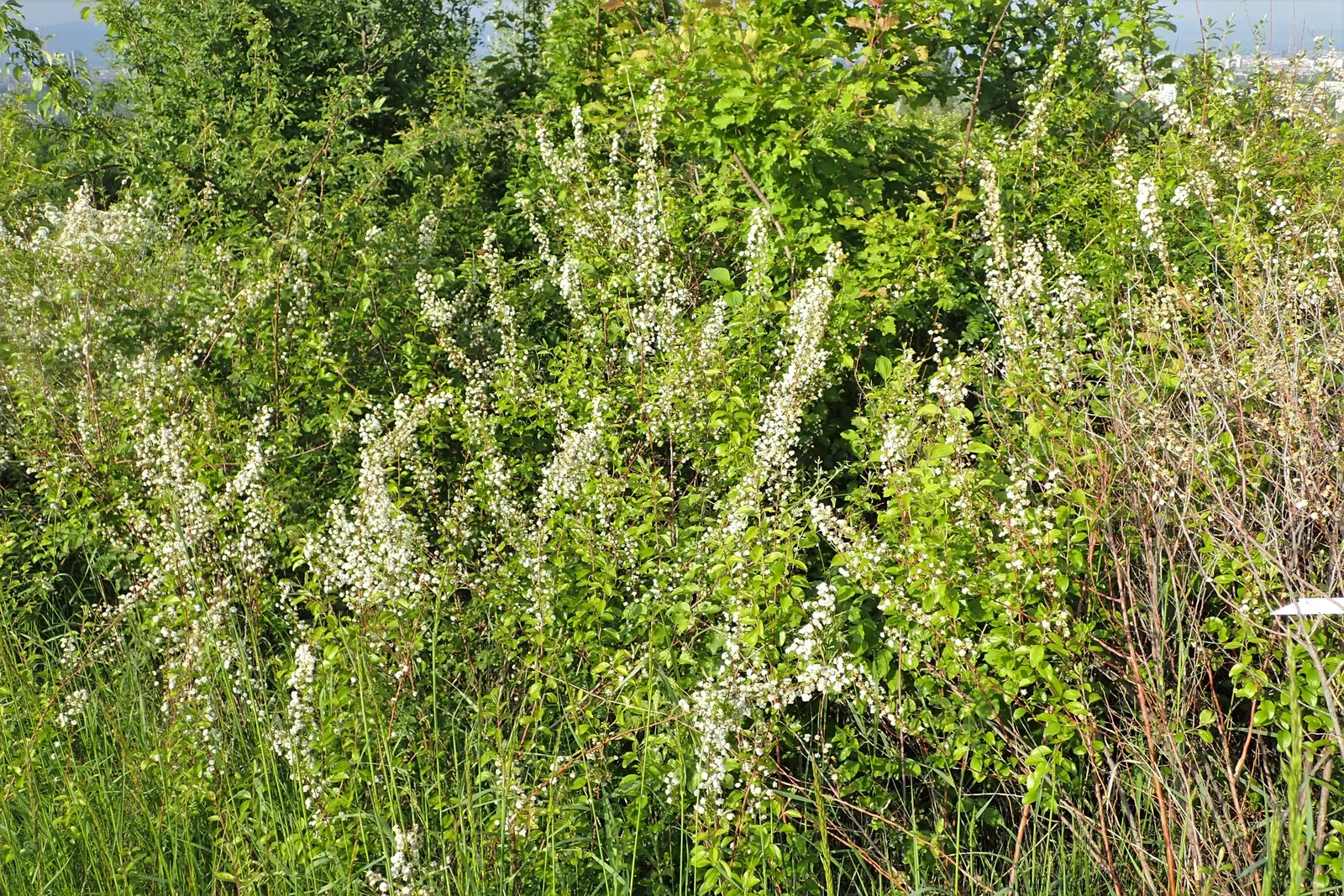 Bridal Wreath (Spiraea Prunifolia) — Bridal Wreath (Spiraea prunifolia) is a deciduous shrub; prefers full sun to part shade in zones 4-8, image 47
