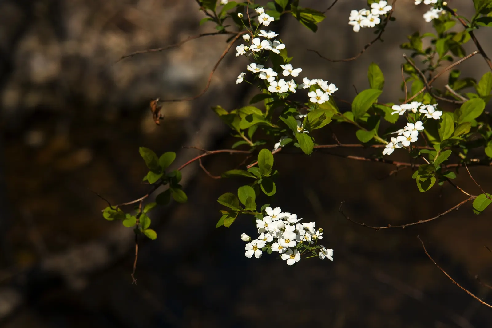 Bridal Wreath (Spiraea Prunifolia) — allowing it to be a low-maintenance choice for mass plantings; bridal Wreath (Spiraea prunifolia) is a deciduous shrub