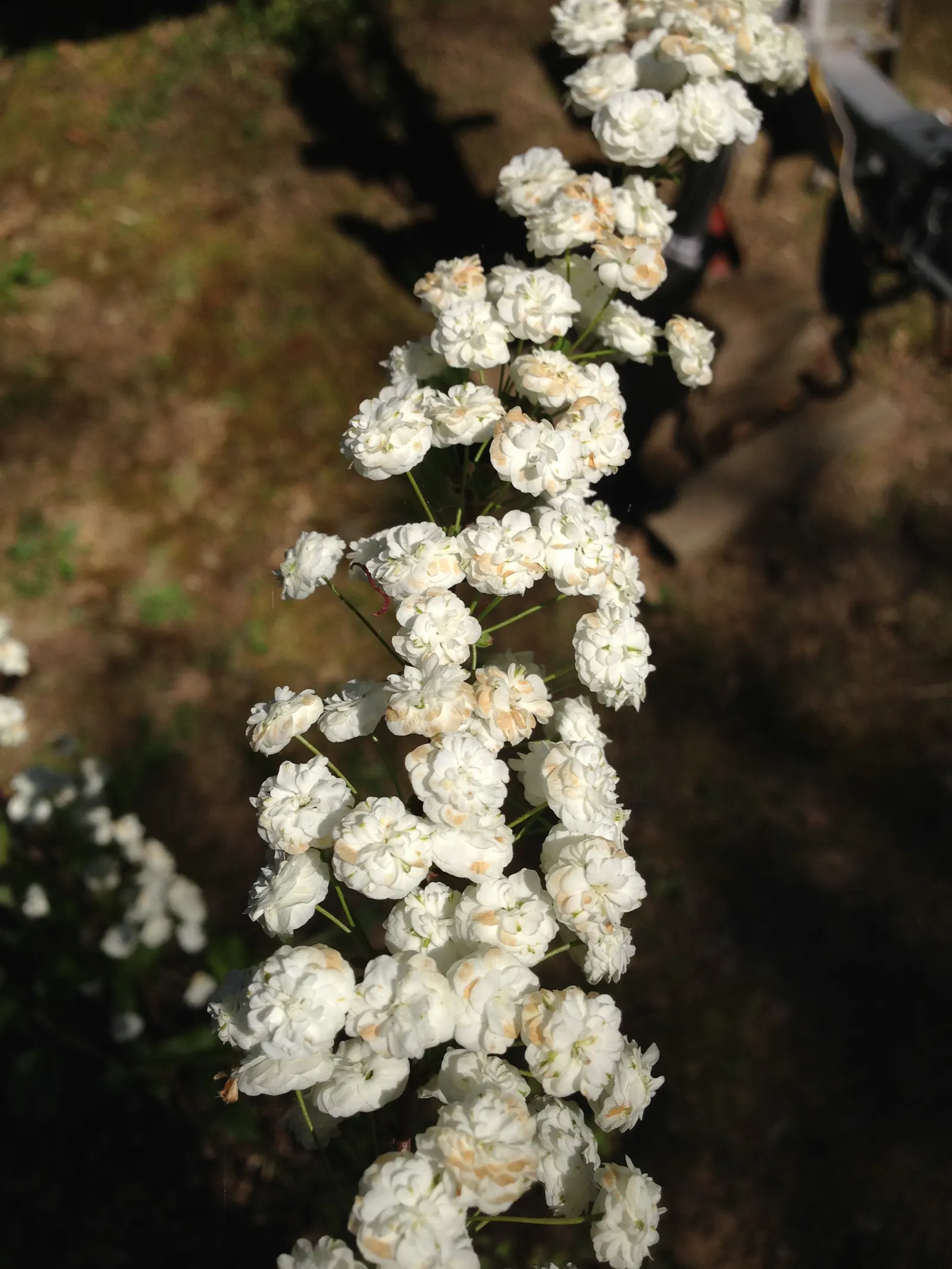 Bridal Wreath (Spiraea Prunifolia) — or as a specimen in landscape designs; this plant typically reaches a mature height and spread of 4 to 8 feet