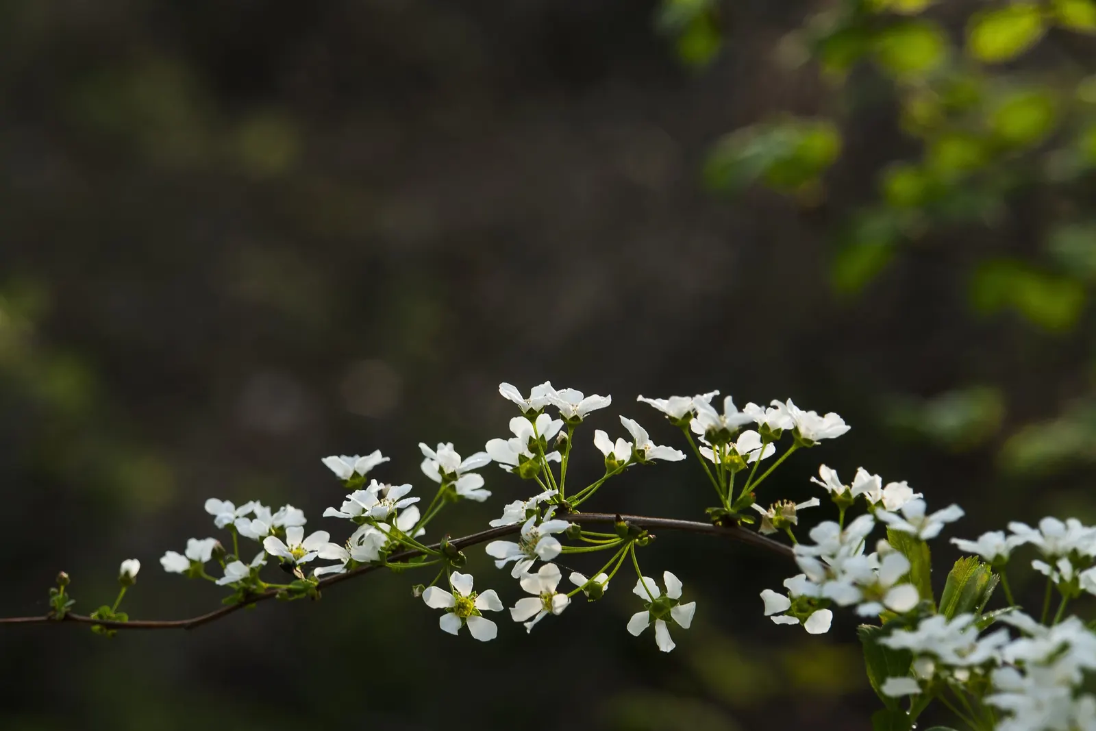Bridal Wreath (Spiraea Prunifolia) — double white blossoms each spring; <br><br>Bridal Wreath thrives in USDA Hardiness Zones 5 through 9