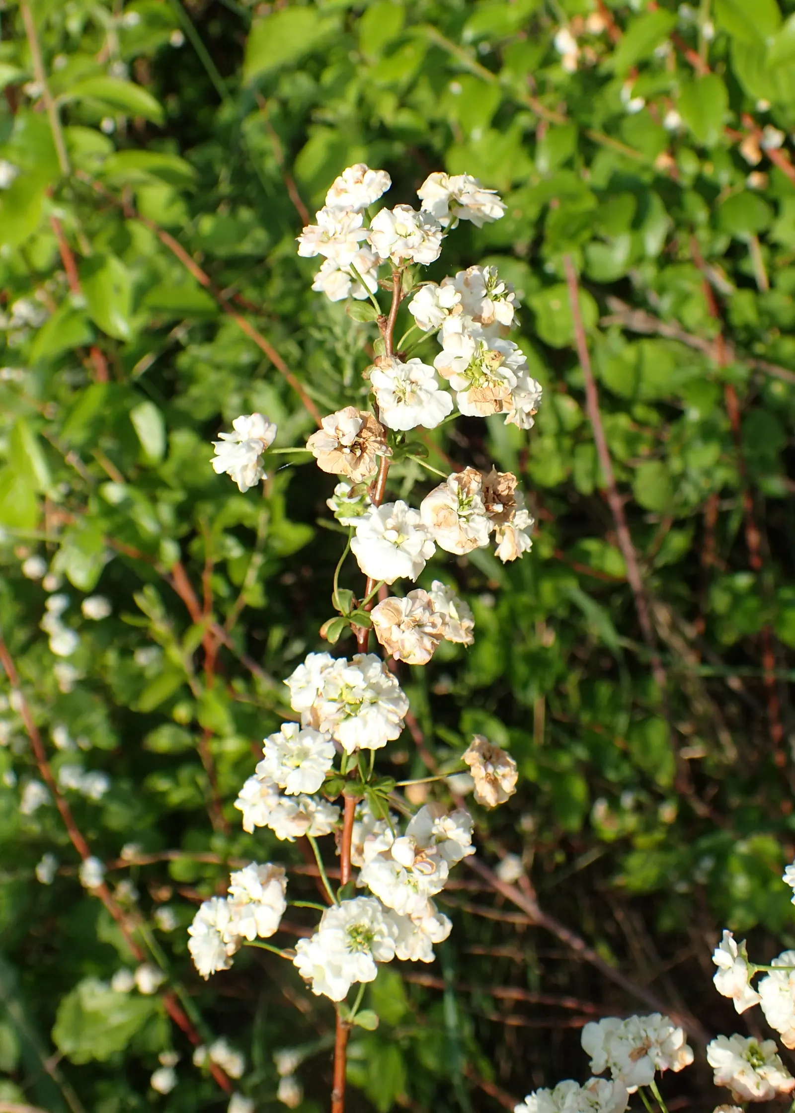 Bridal Wreath (Spiraea Prunifolia) — This plant typically reaches a mature height and spread of 4 to 8 feet