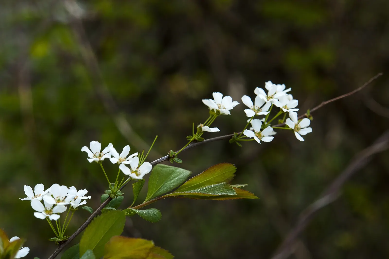 Bridal Wreath (Spiraea Prunifolia) — shrub with white blooms