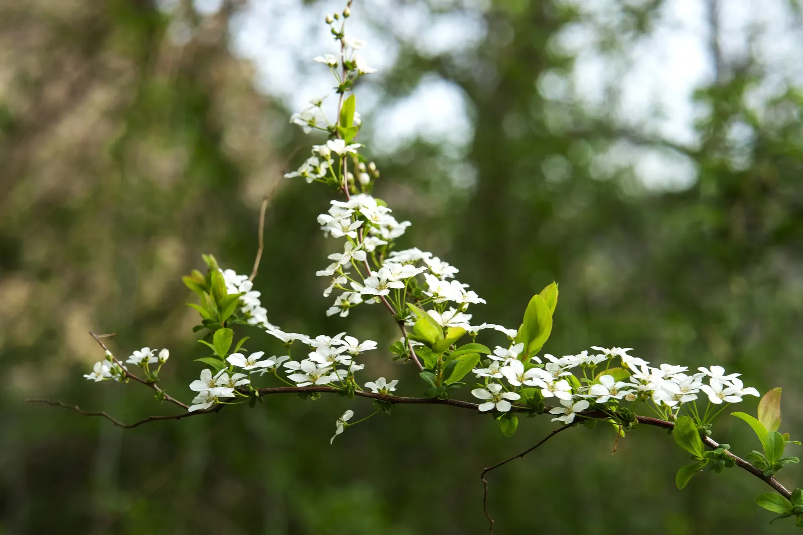 Bridal Wreath (Spiraea Prunifolia) — For optimal bloom performance