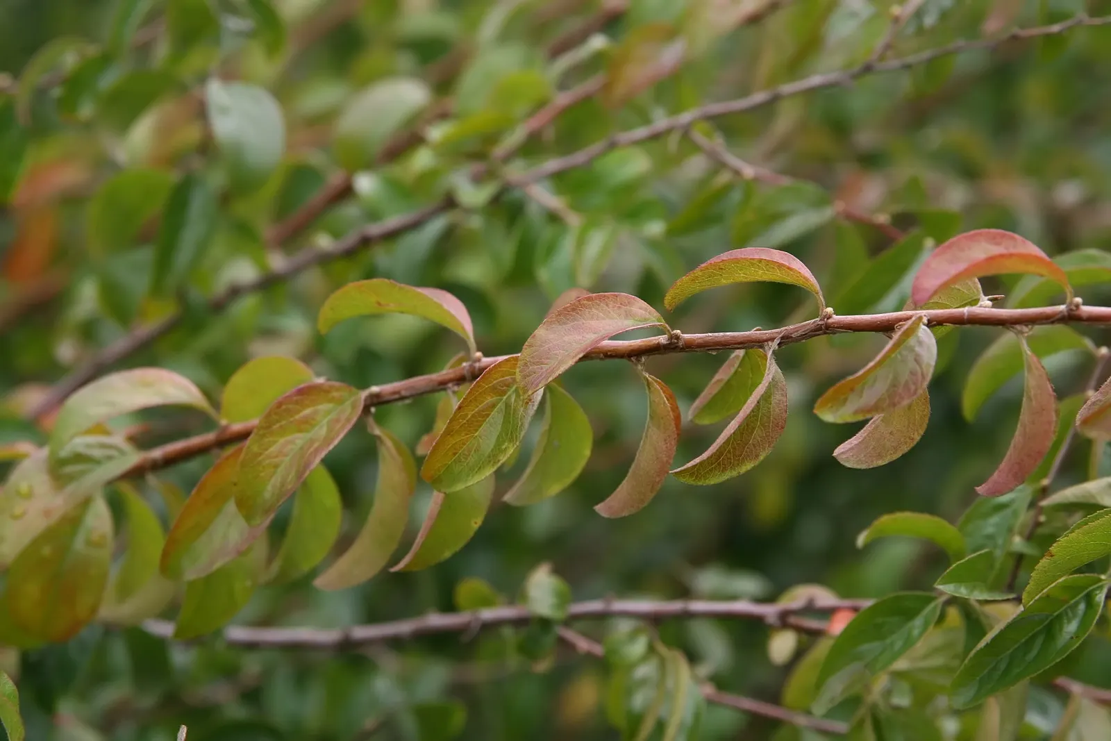 Bridal Wreath (Spiraea Prunifolia) — Spiraea prunifolia is relatively drought-tolerant; oval-shaped leaves that are about 1 to 3 inches long