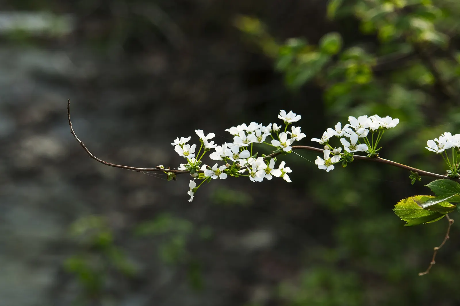 Bridal Wreath (Spiraea Prunifolia) — Pest and disease issues are infrequent