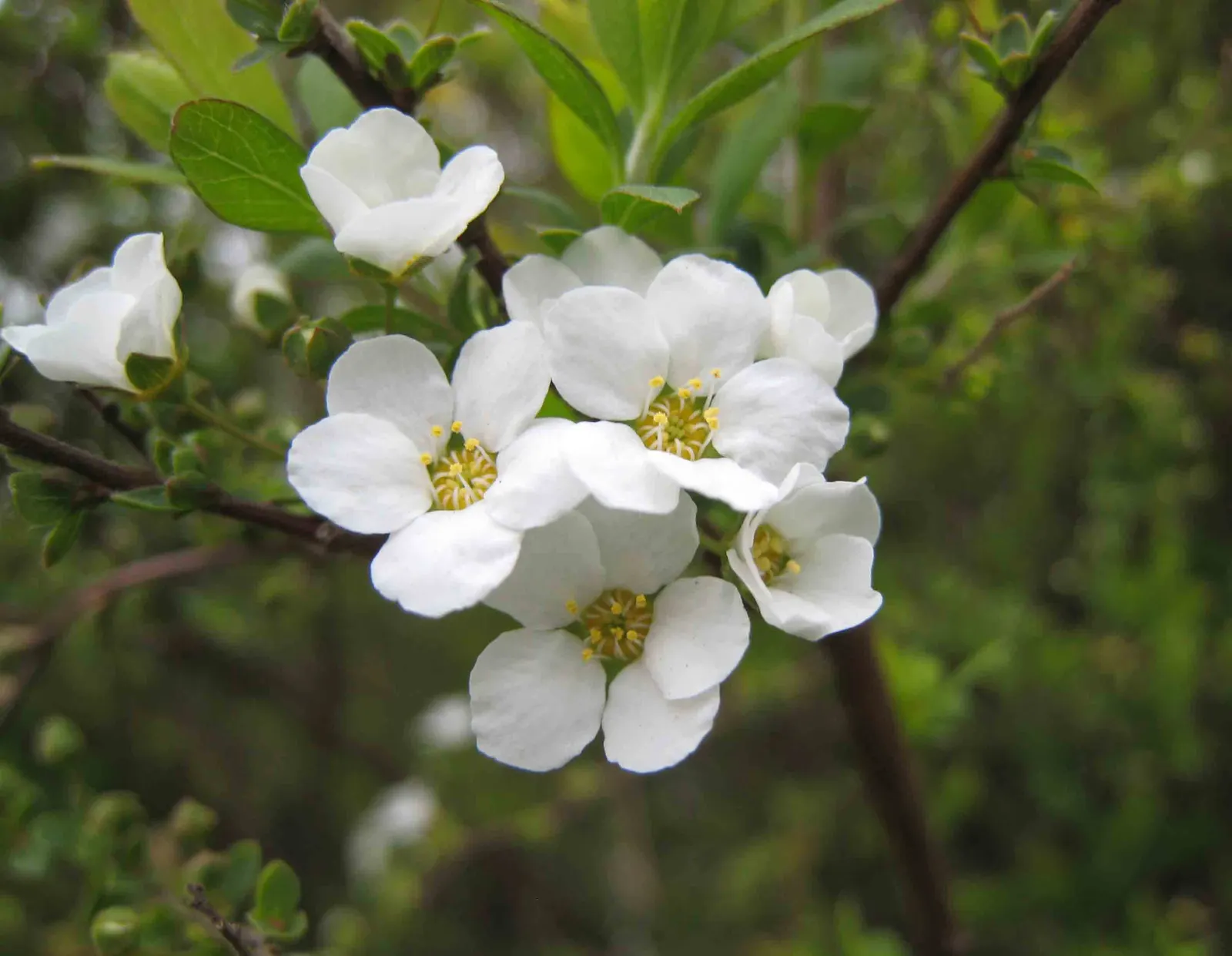 Bridal Wreath (Spiraea Prunifolia) — is a deciduous shrub revered for its stunning cascades of white flowers that grace gardens in the spring, image 53