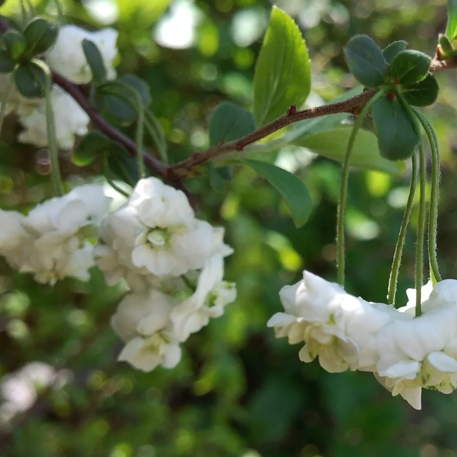 Bridal Wreath (Spiraea Prunifolia) — Prefers full sun to part shade in zones 4-8; double white blossoms each spring, image 50