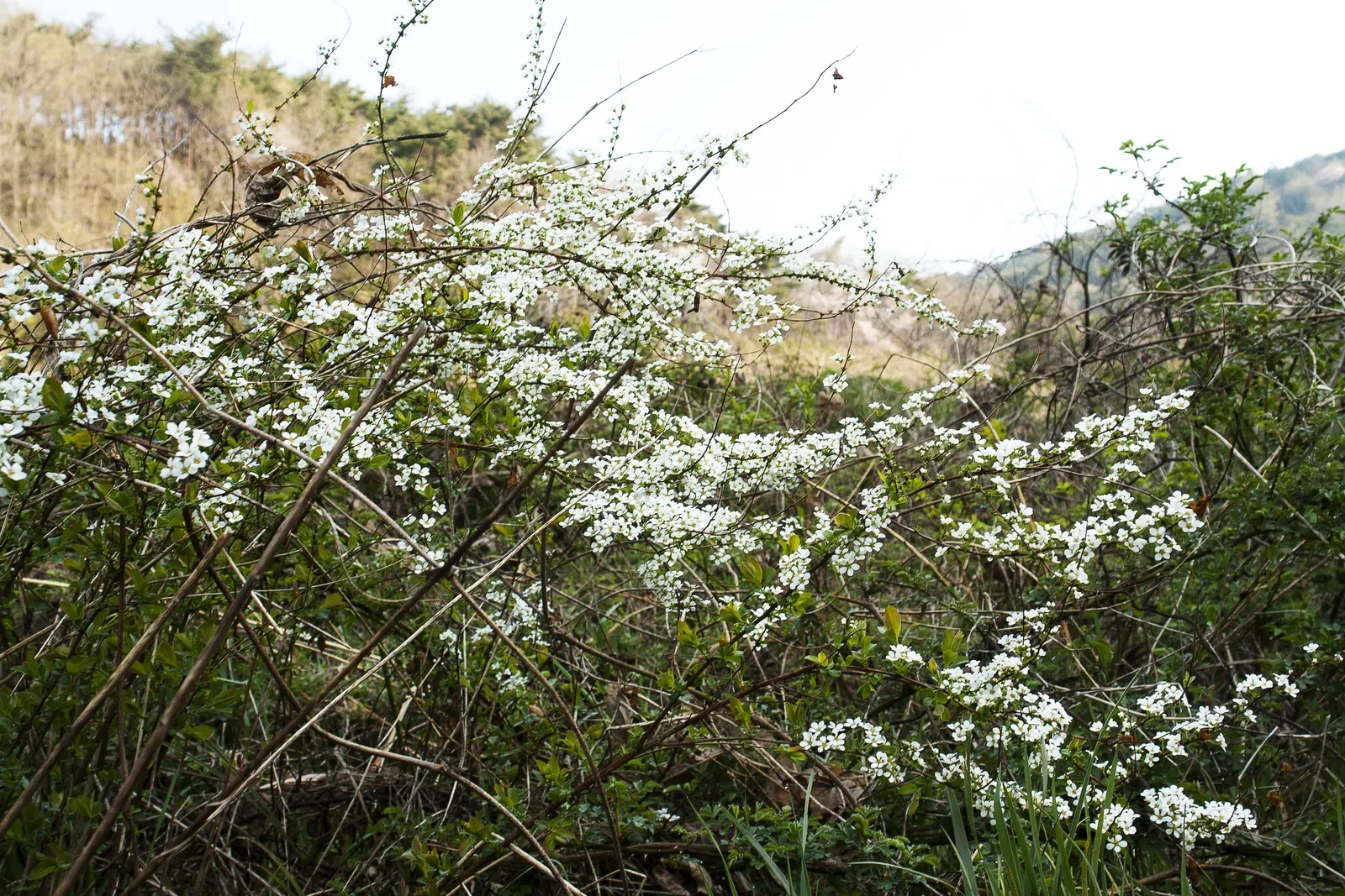 Bridal Wreath (Spiraea Prunifolia) — A mature height of 5-9 feet and a similar spread make it a splendid border or focal point