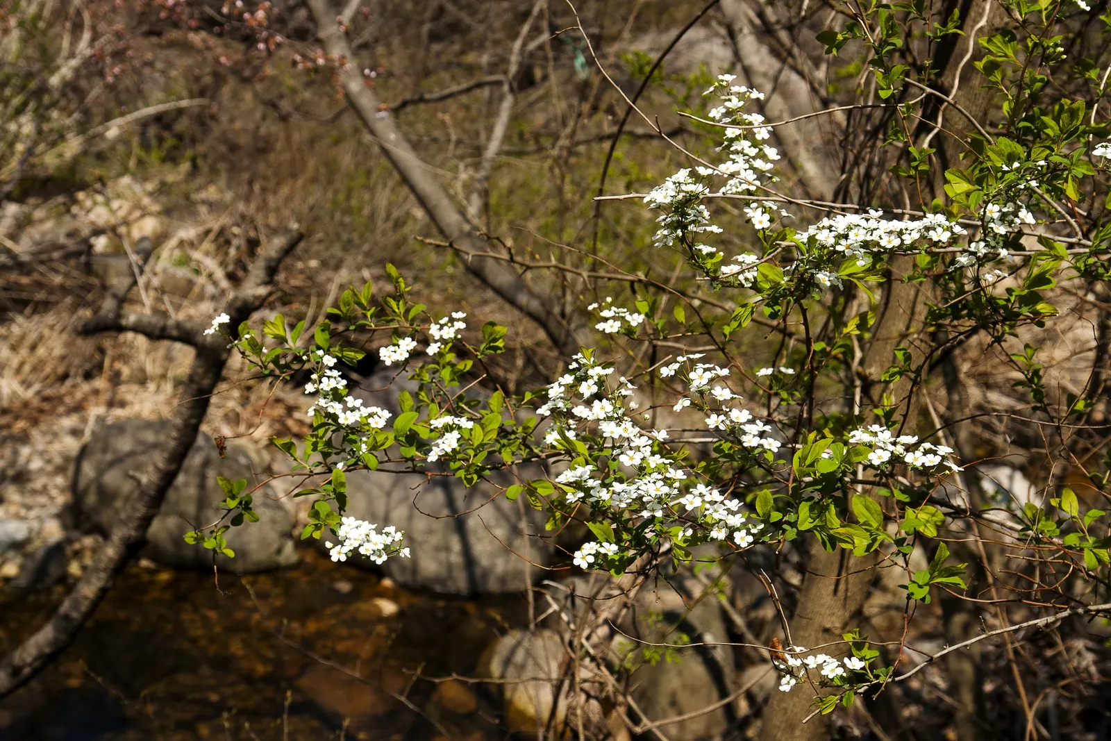 Bridal Wreath (Spiraea Prunifolia) — <br><br>Bridal Wreath thrives in USDA Hardiness Zones 5 through 9