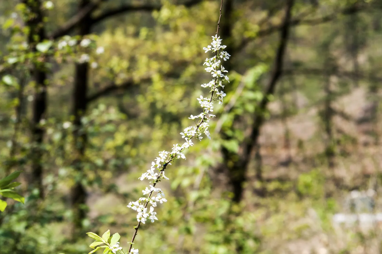 Bridal Wreath (Spiraea Prunifolia) — is a deciduous shrub revered for its stunning cascades of white flowers that grace gardens in the spring