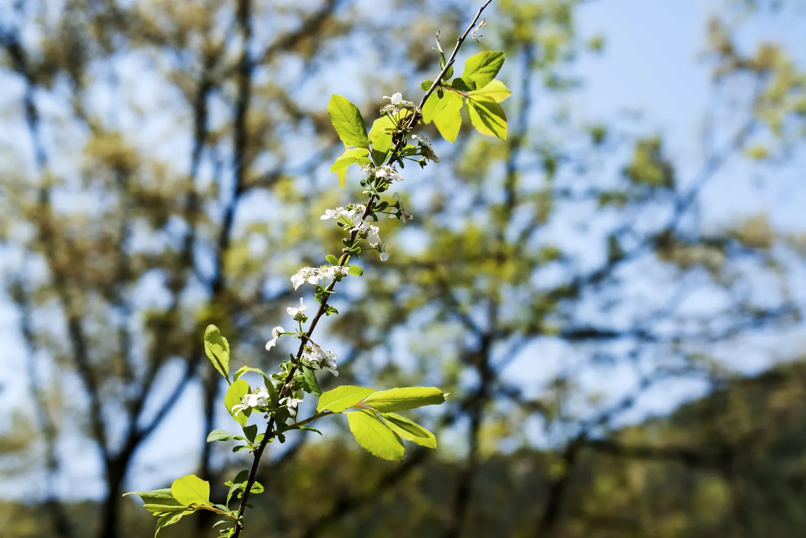 Bridal Wreath (Spiraea Prunifolia) — Spiraea prunifolia is relatively drought-tolerant