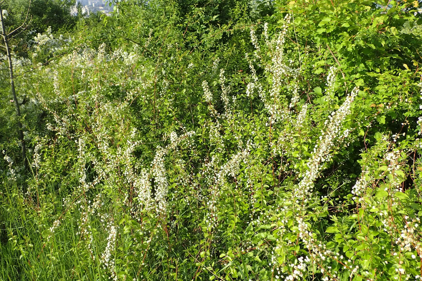 Bridal Wreath (Spiraea Prunifolia) — Regular watering during dry periods will help sustain its vigor