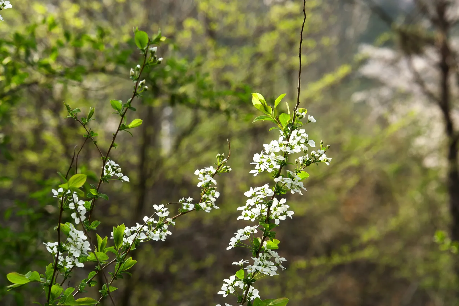 Bridal Wreath (Spiraea Prunifolia) — white flowers in the garden
