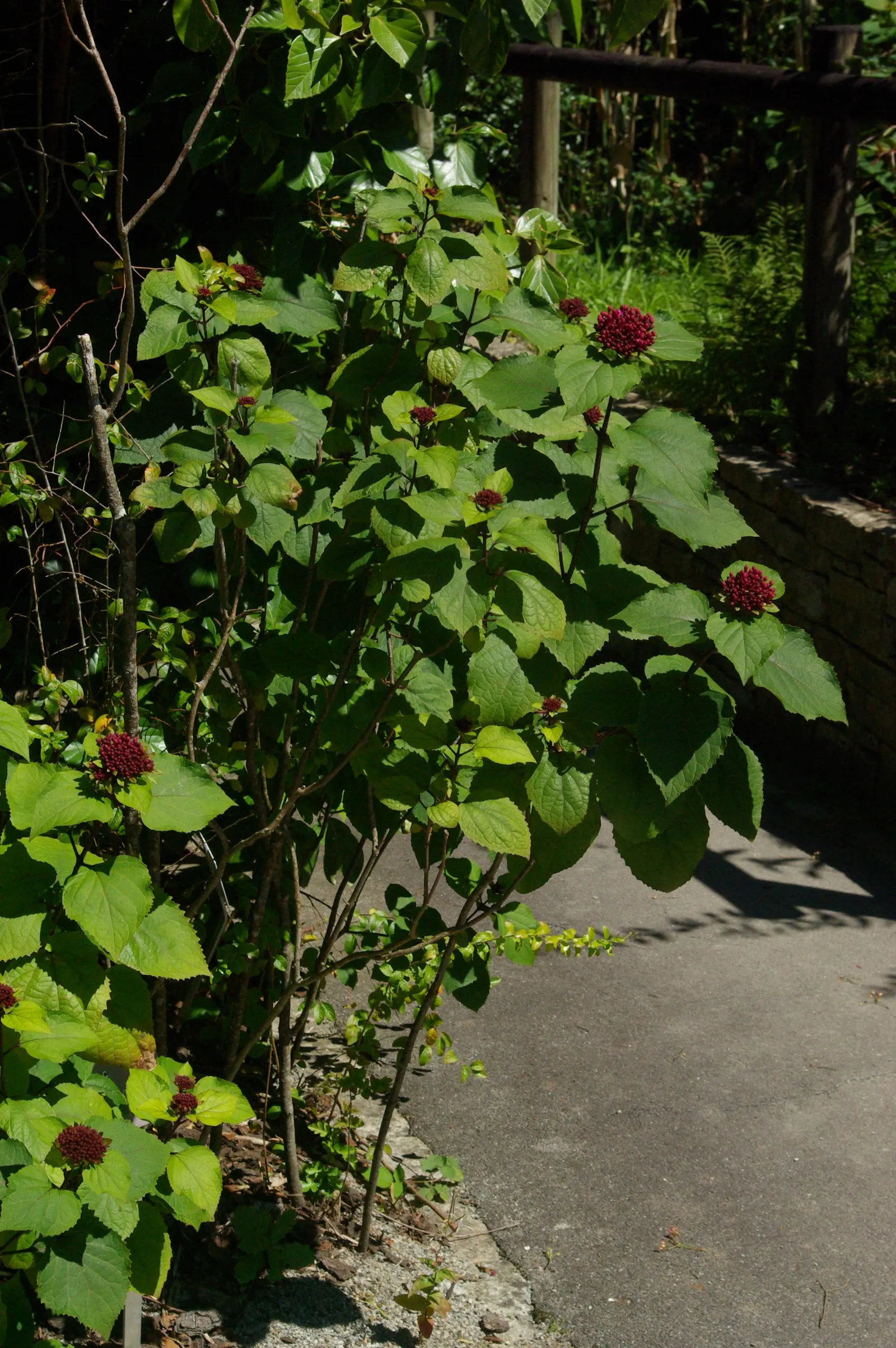 Bridal Wreath (Spiraea Prunifolia) — Plant in well-drained soil and prune post-flowering to maintain shape and health; fountain-like growth habit that provides