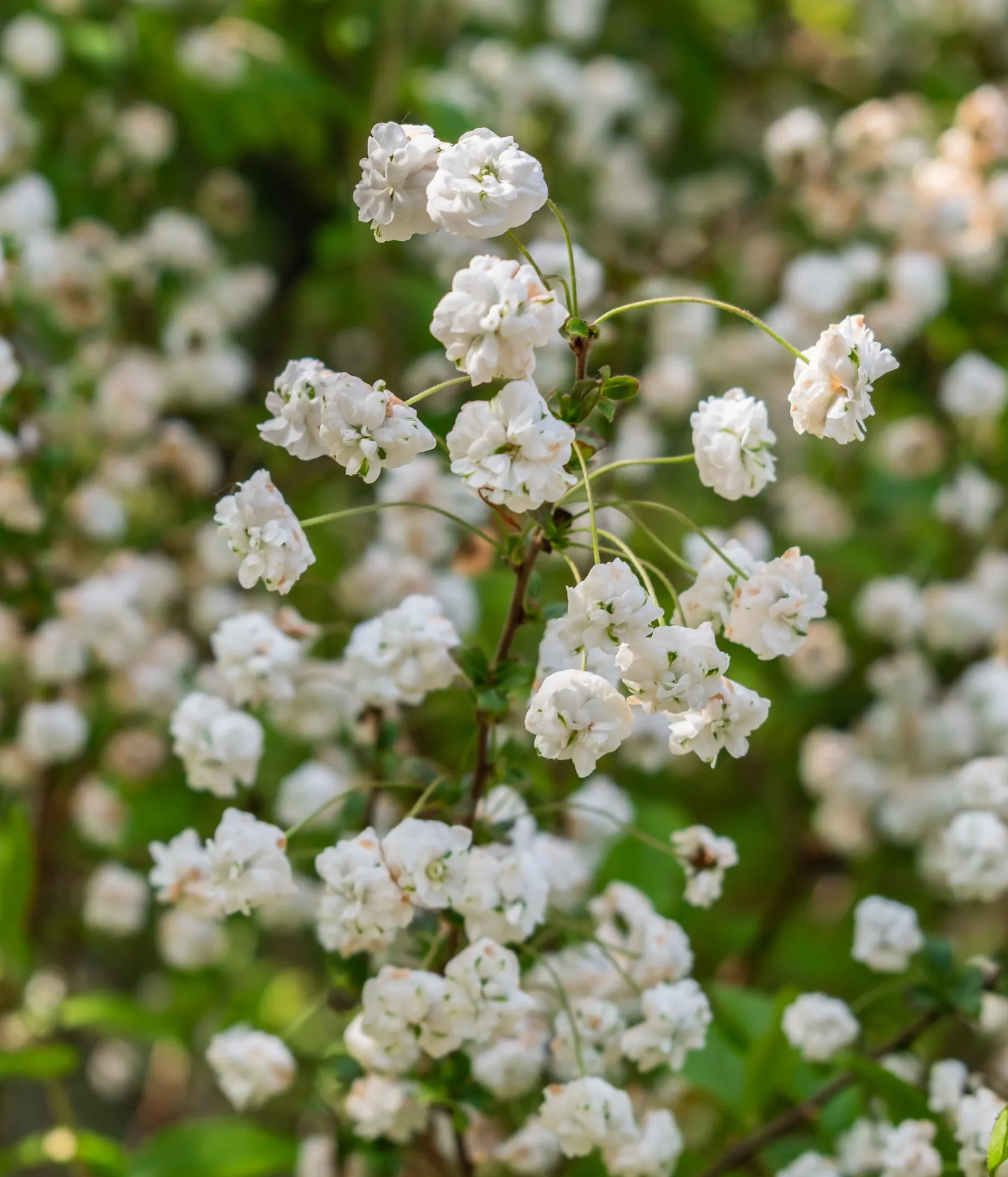 Bridal Wreath (Spiraea Prunifolia) — Prefers full sun to part shade in zones 4-8; double white blossoms each spring