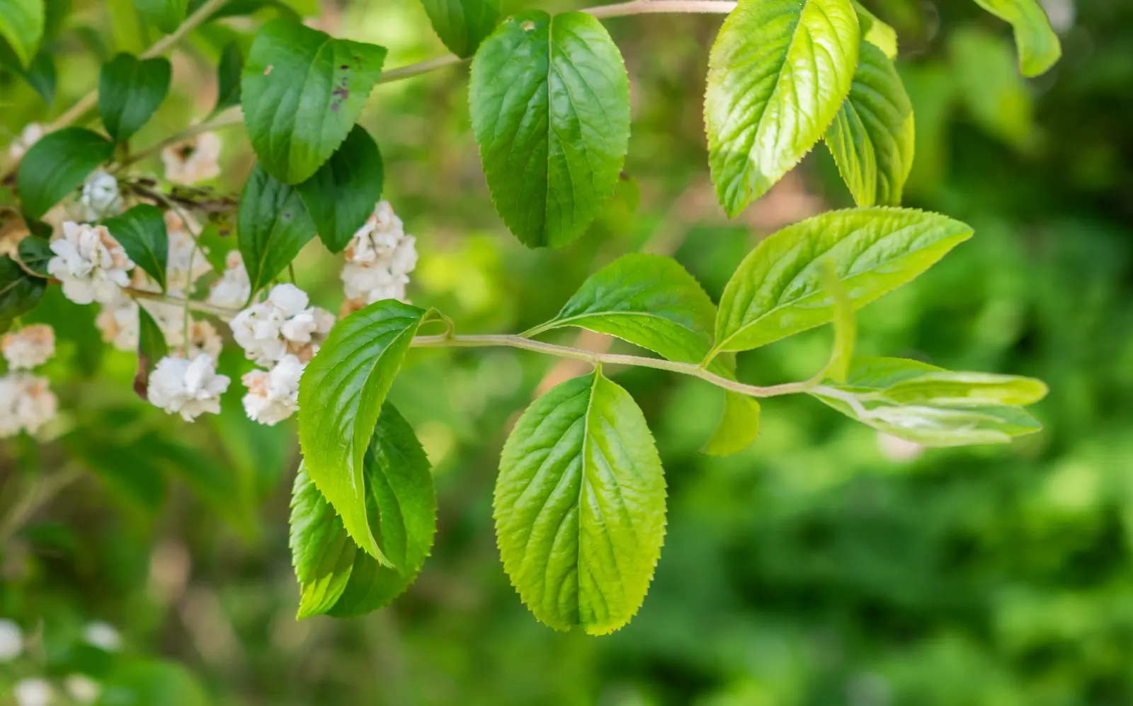 Bridal Wreath (Spiraea Prunifolia) — is a deciduous shrub revered for its stunning cascades of white flowers that grace gardens in the spring; shrub for full
