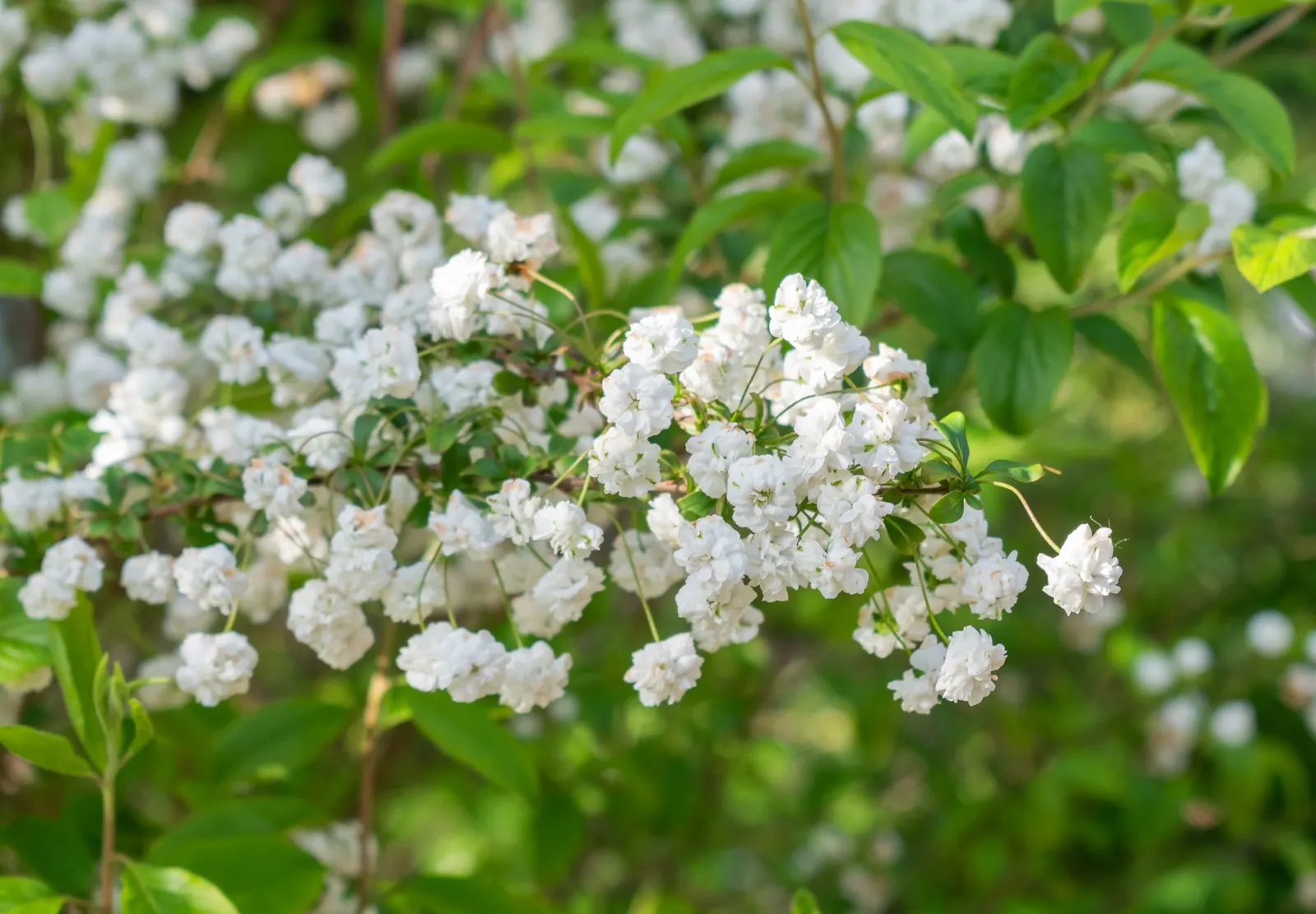 Bridal Wreath (Spiraea Prunifolia) — allowing it to be a low-maintenance choice for mass plantings