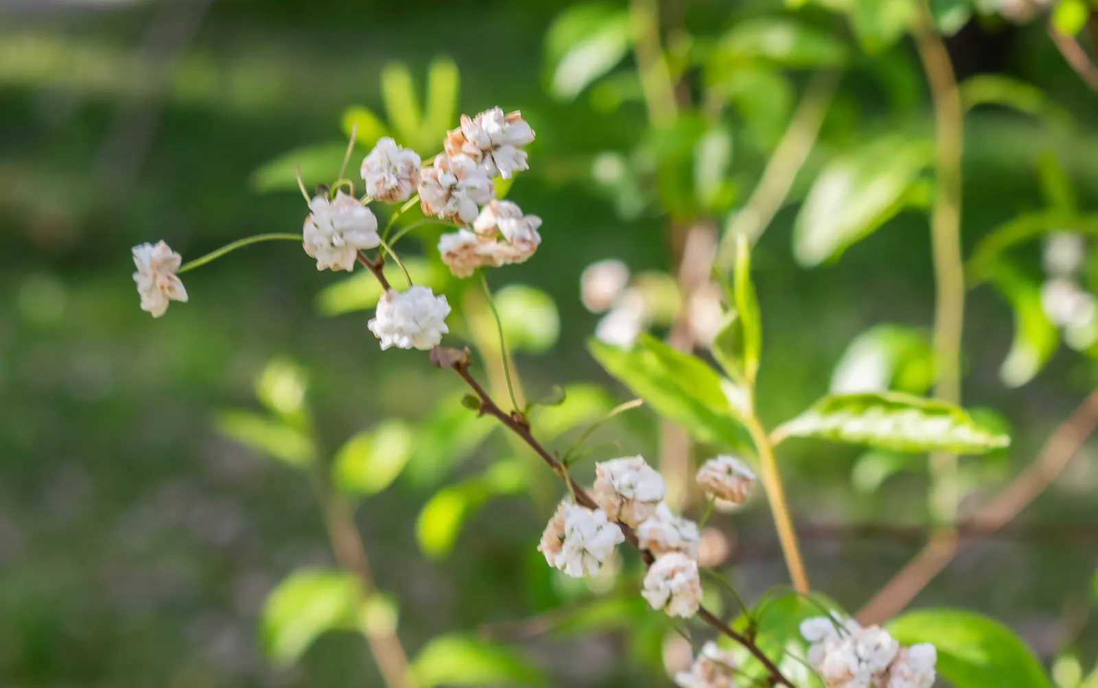 Bridal Wreath (Spiraea Prunifolia) — shrub for full or half