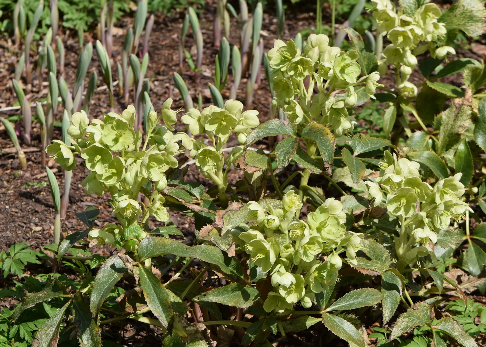 Corsican Hellebore (Helleborus Argutifolius) — <br><br>Ideal for woodland gardens or shaded borders