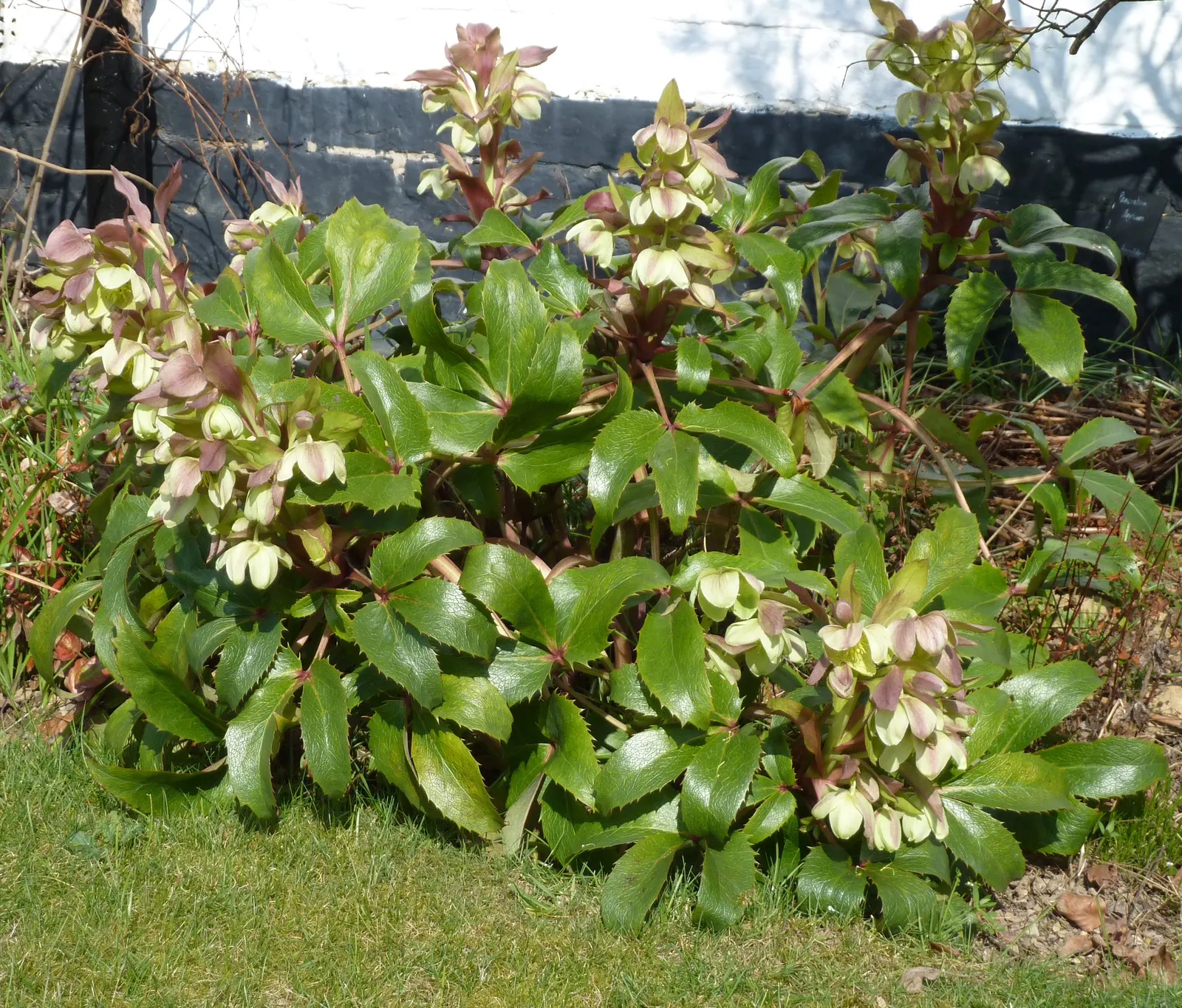 Corsican Hellebore (Helleborus Argutifolius) — serrated leaves with a rich green hue; its foliage consists of large, leathery, and serrated leaves, image 54
