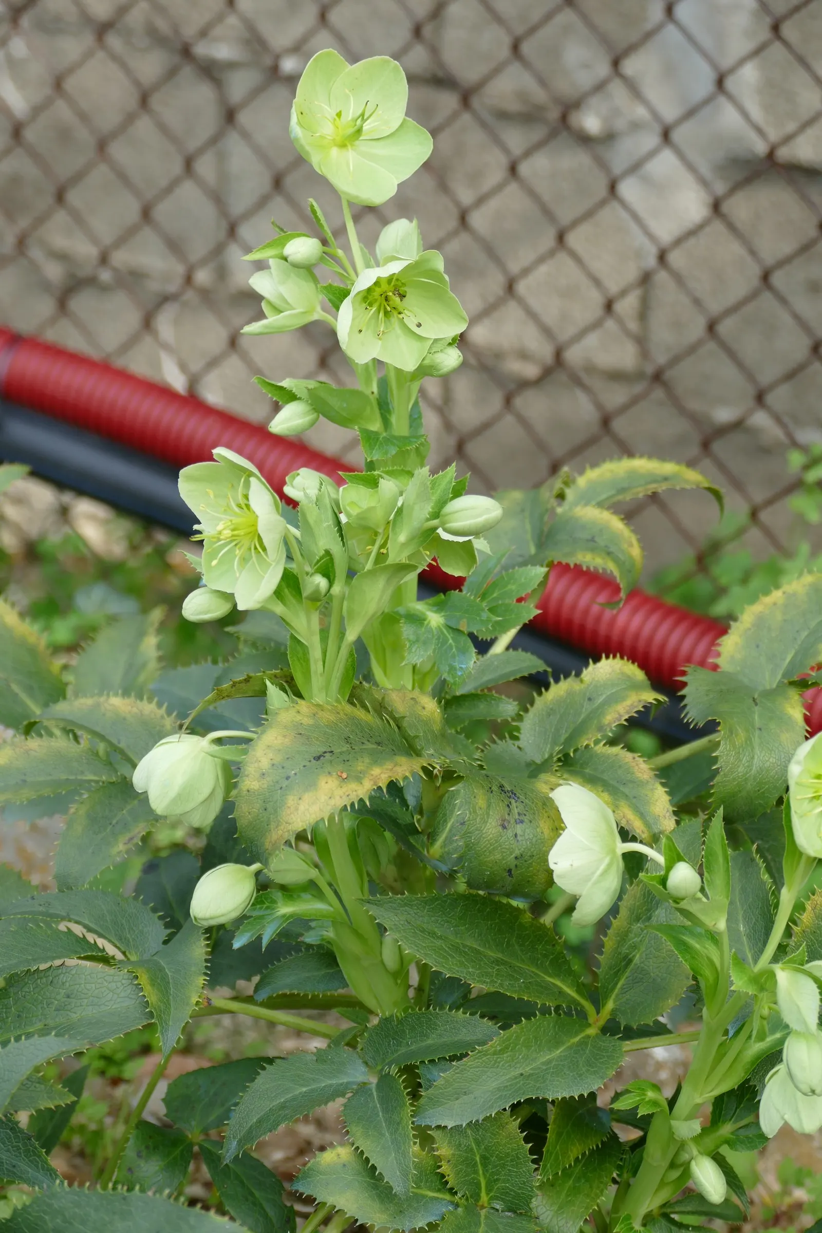 Corsican Hellebore (Helleborus Argutifolius) — but removing old leaves in late winter can promote a flush of fresh growth and enhance flower, image 46