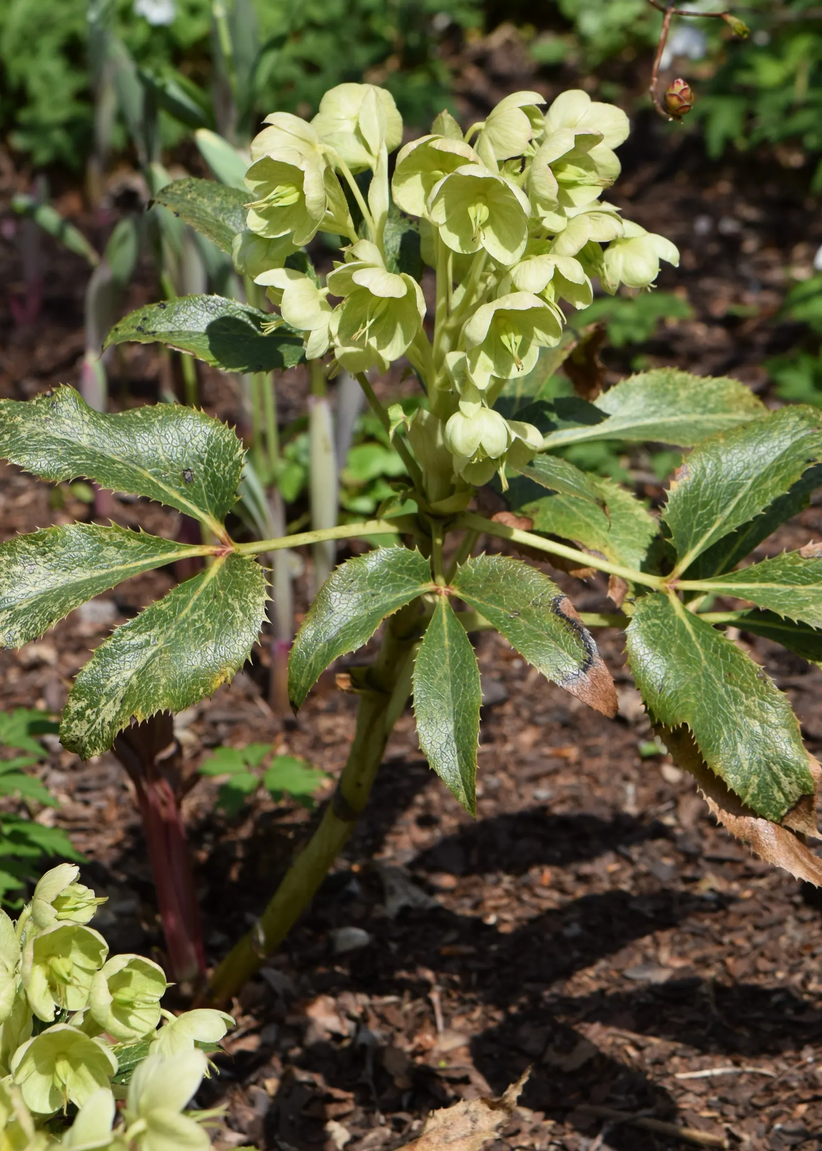Corsican Hellebore (Helleborus Argutifolius) — This hardy plant thrives in partial shade and well-drained soil