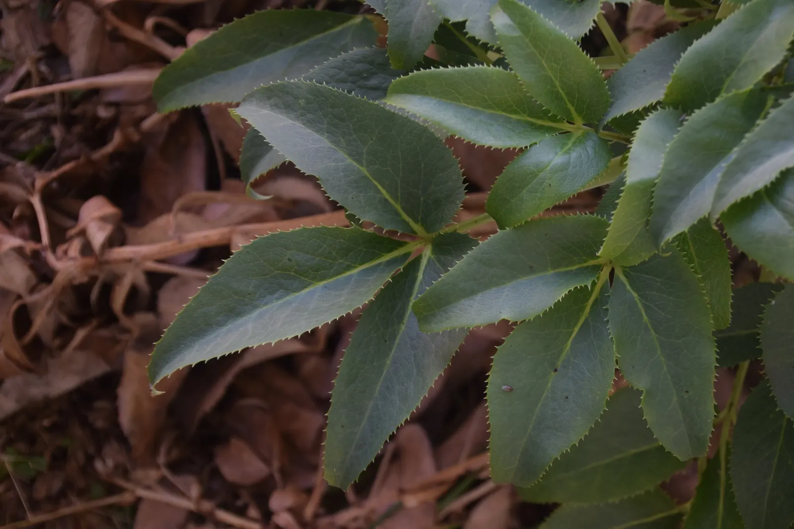 Corsican Hellebore (Helleborus Argutifolius) — Its foliage consists of large, leathery, and serrated leaves that are a striking deep green; <br><br>Ideal for