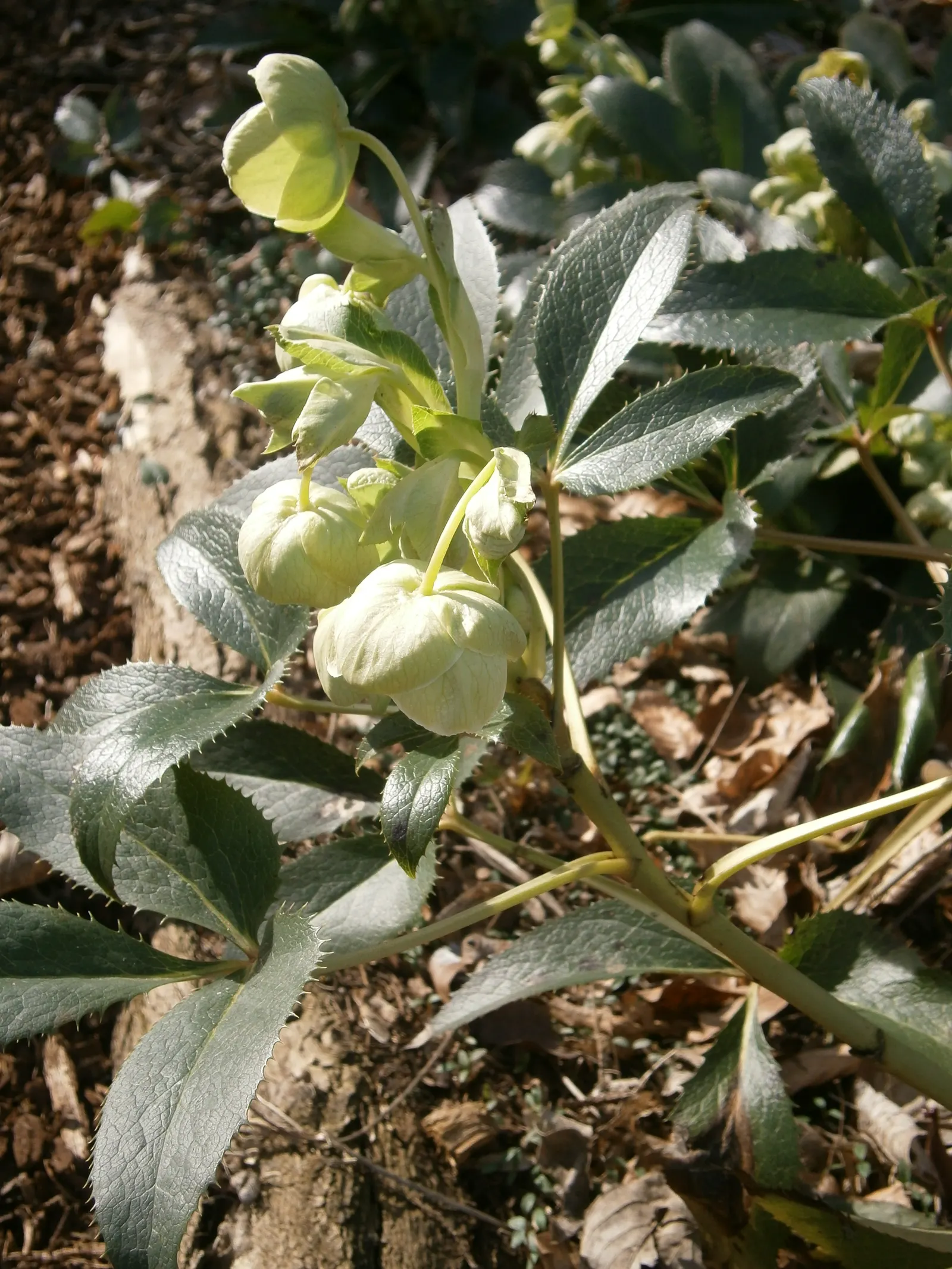 Corsican Hellebore (Helleborus Argutifolius) — green and yellow flowers in the garden