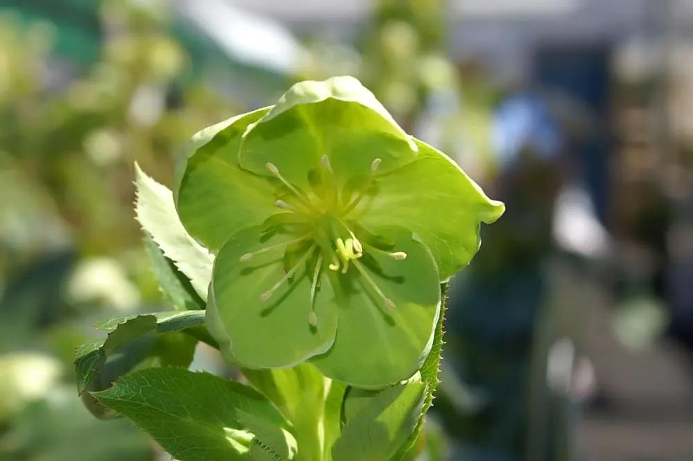 Corsican Hellebore (Helleborus Argutifolius) — It requires minimal maintenance; perennial for full or half
