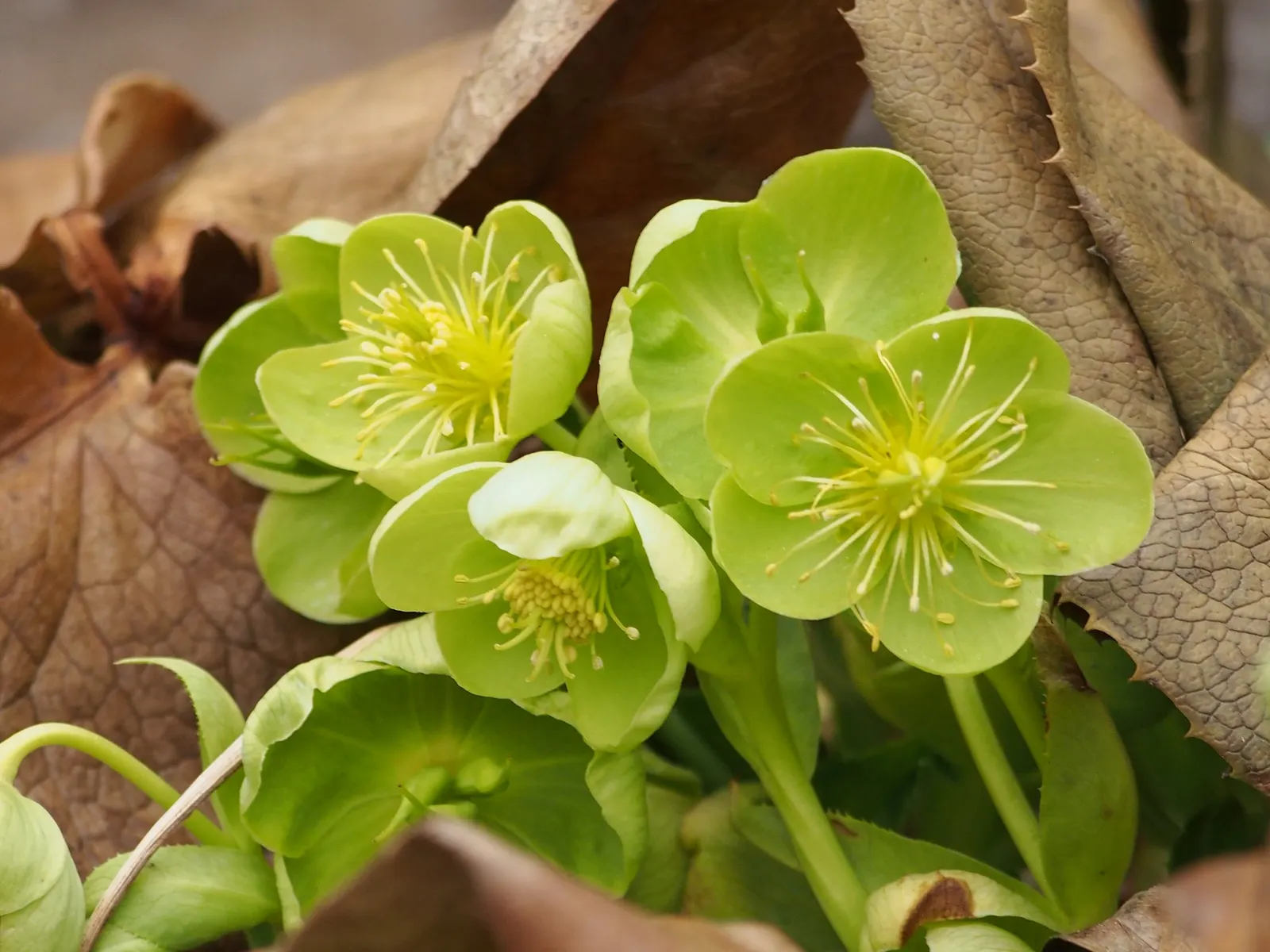 Corsican Hellebore (Helleborus Argutifolius) — The Corsican Hellebore (Helleborus argutifolius) is an evergreen perennial; adorned by clusters of, image 53