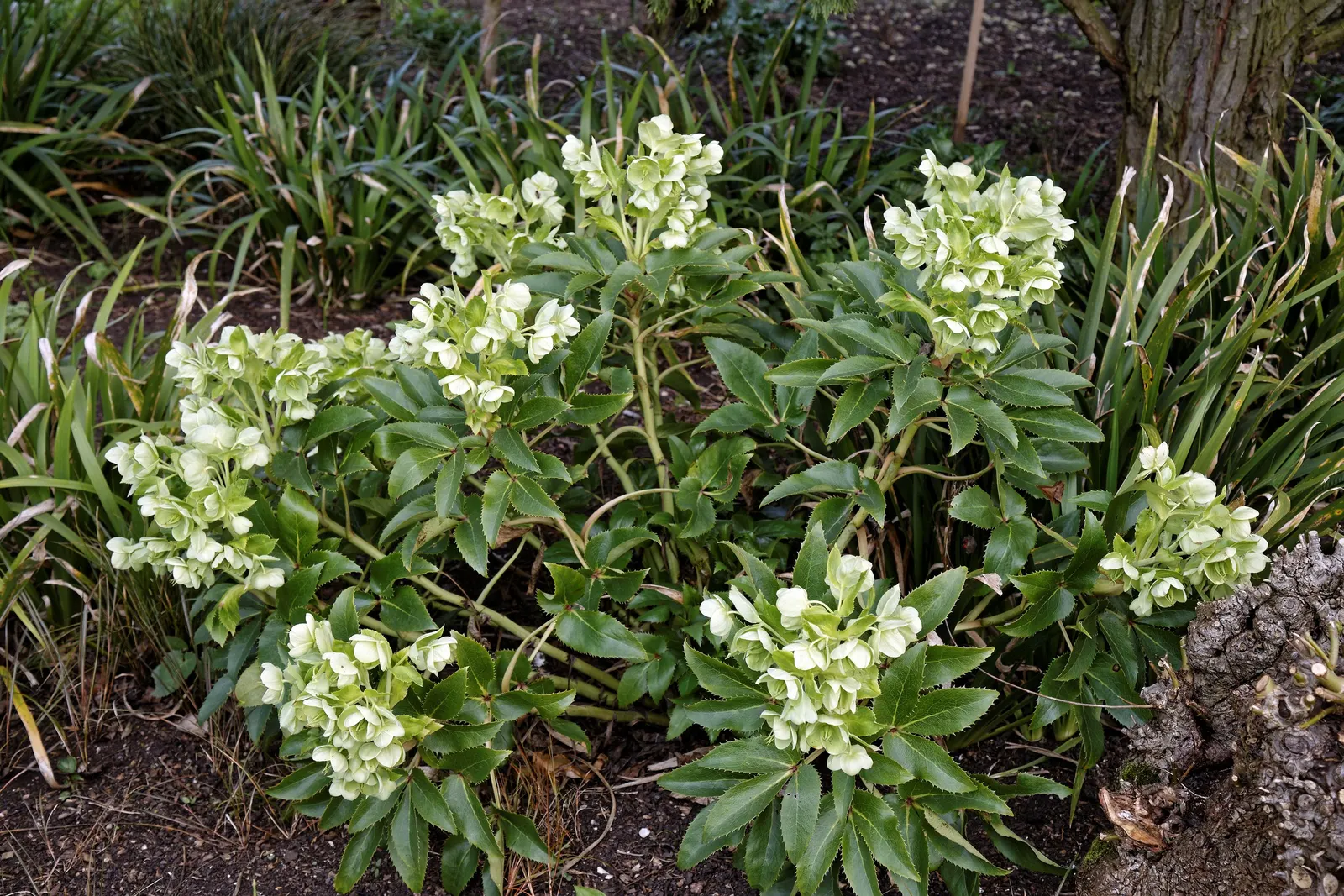 Corsican Hellebore (Helleborus Argutifolius) — perennial for full or half; the Corsican Hellebore pairs well with spring bulbs and ferns