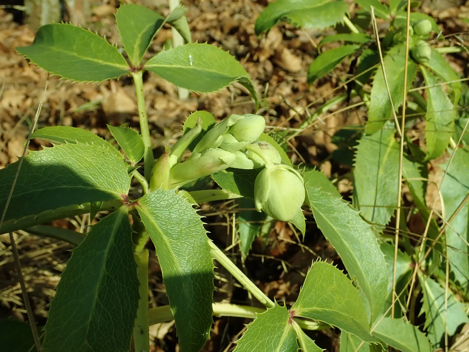 Corsican Hellebore (Helleborus Argutifolius) — Helleborus argutifolius makes a significant impact when planted in groups