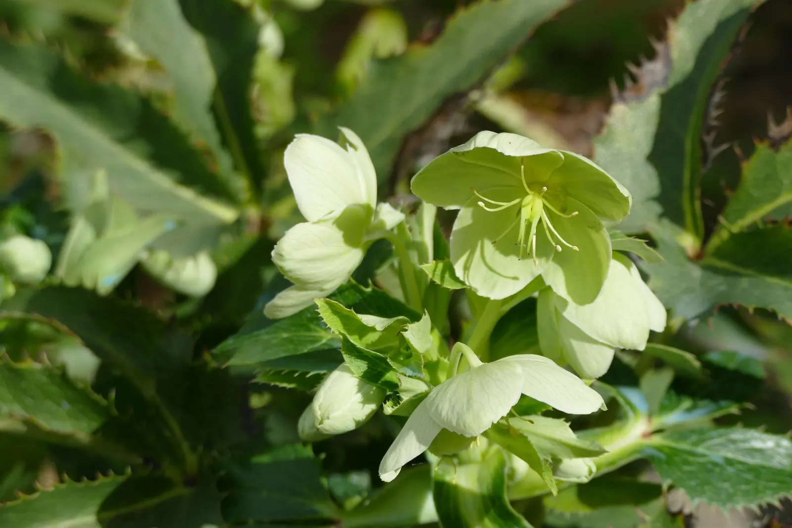 Corsican Hellebore (Helleborus Argutifolius) — the Corsican Hellebore pairs well with spring bulbs and ferns