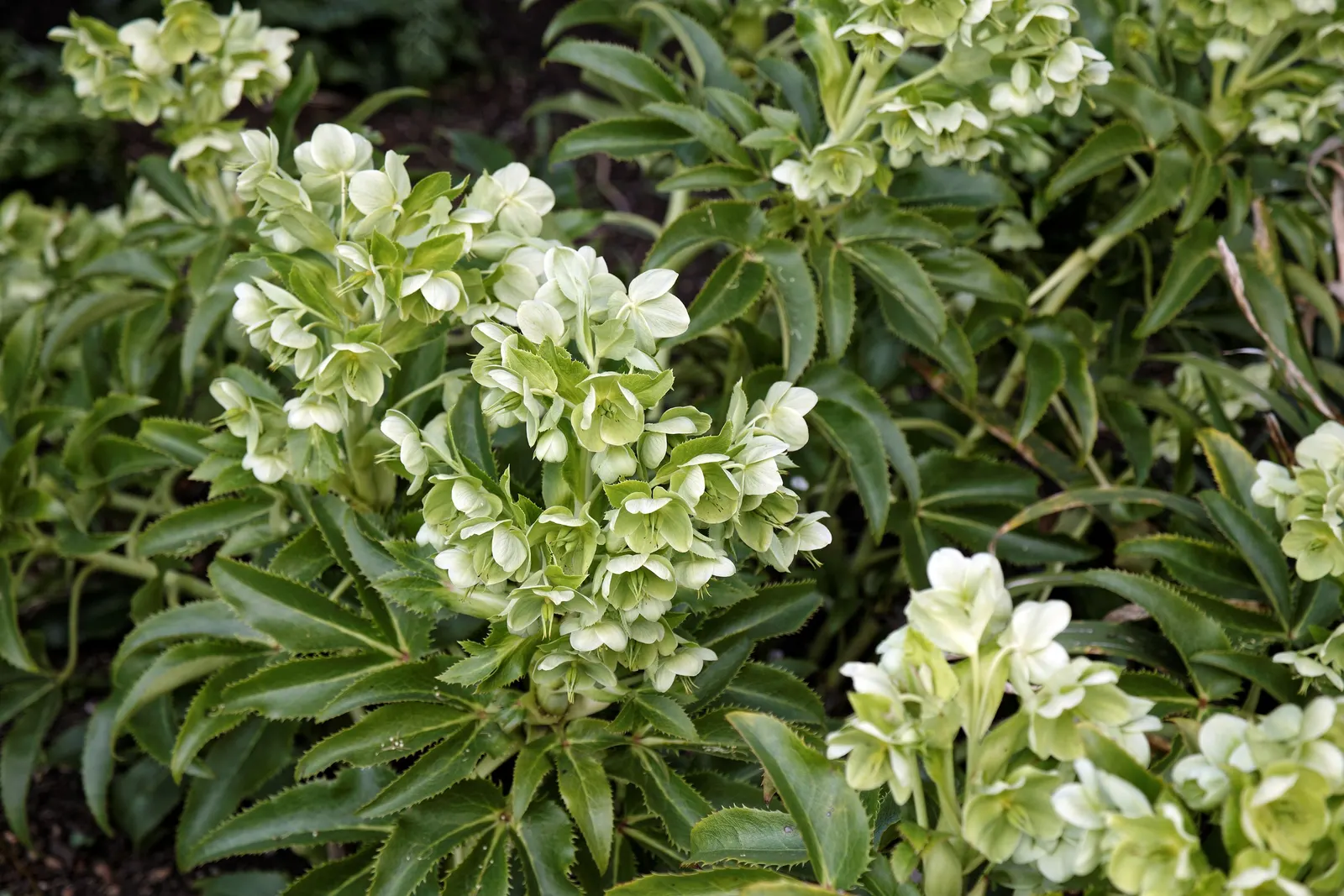 Corsican Hellebore (Helleborus Argutifolius) — This hardy plant thrives in partial shade and well-drained soil; adding a touch of elegance to, image 57
