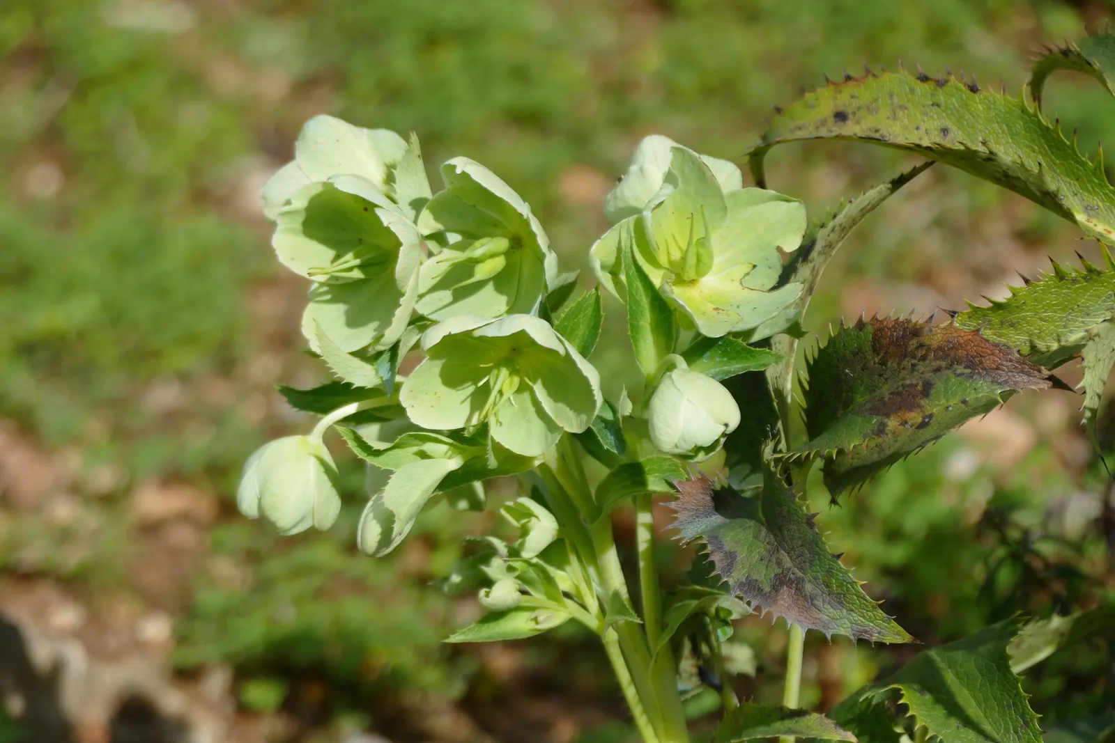 Corsican Hellebore (Helleborus Argutifolius) — The Corsican Hellebore (Helleborus argutifolius) is an evergreen perennial; adorned by clusters of pale green