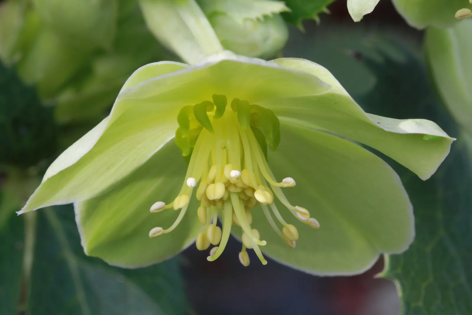 Corsican Hellebore (Helleborus Argutifolius) — The leaves are attached to stout stems that provide a strong architecture to this plant's form; its, image 64