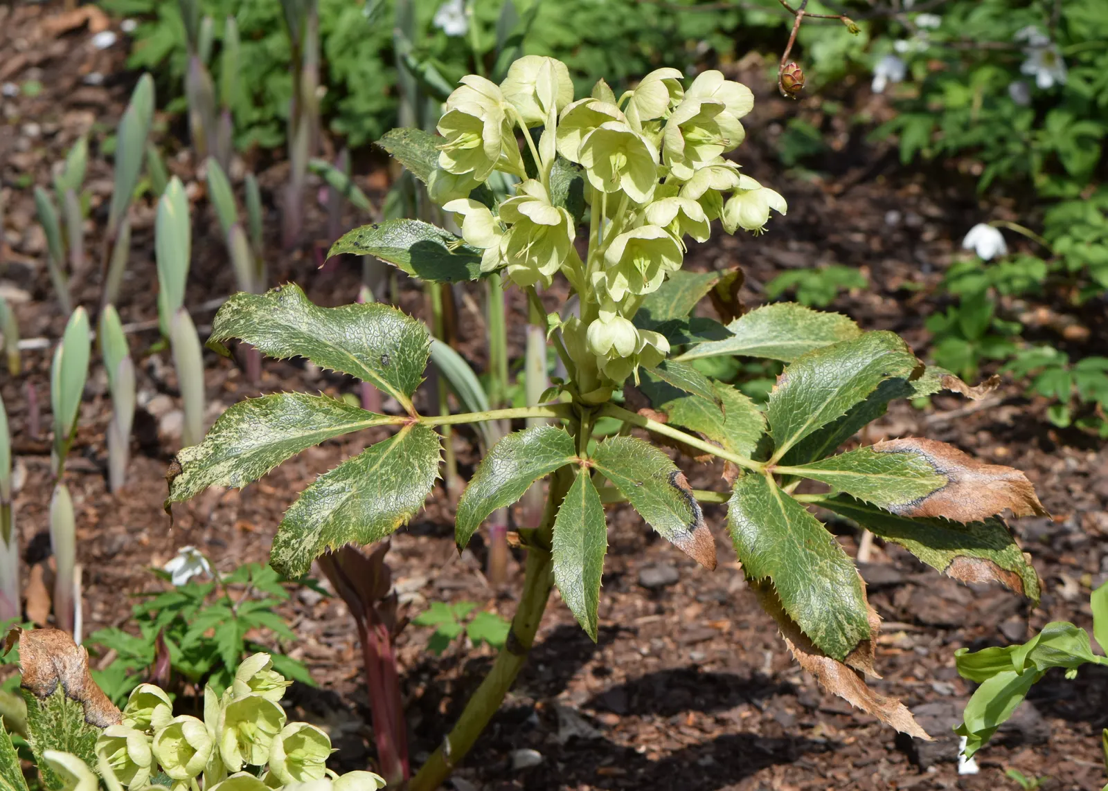 Corsican Hellebore (Helleborus Argutifolius) — but removing old leaves in late winter can promote a flush of fresh growth and enhance flower visibility