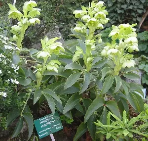 Corsican Hellebore (Helleborus Argutifolius) — Helleborus argutifolius makes a significant impact when planted in groups; bowl-shaped flowers that, image 62